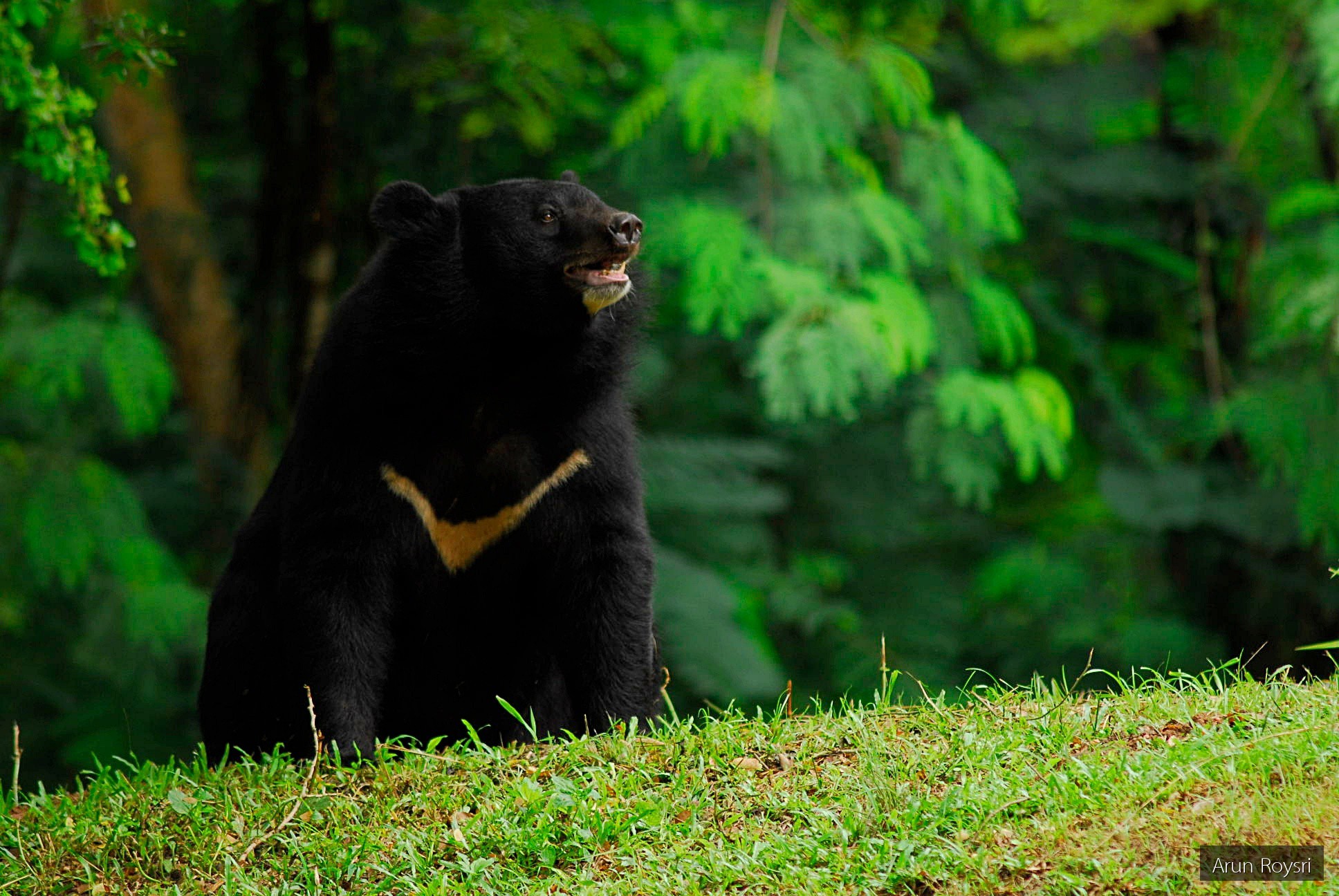 Ursus thibetanus
