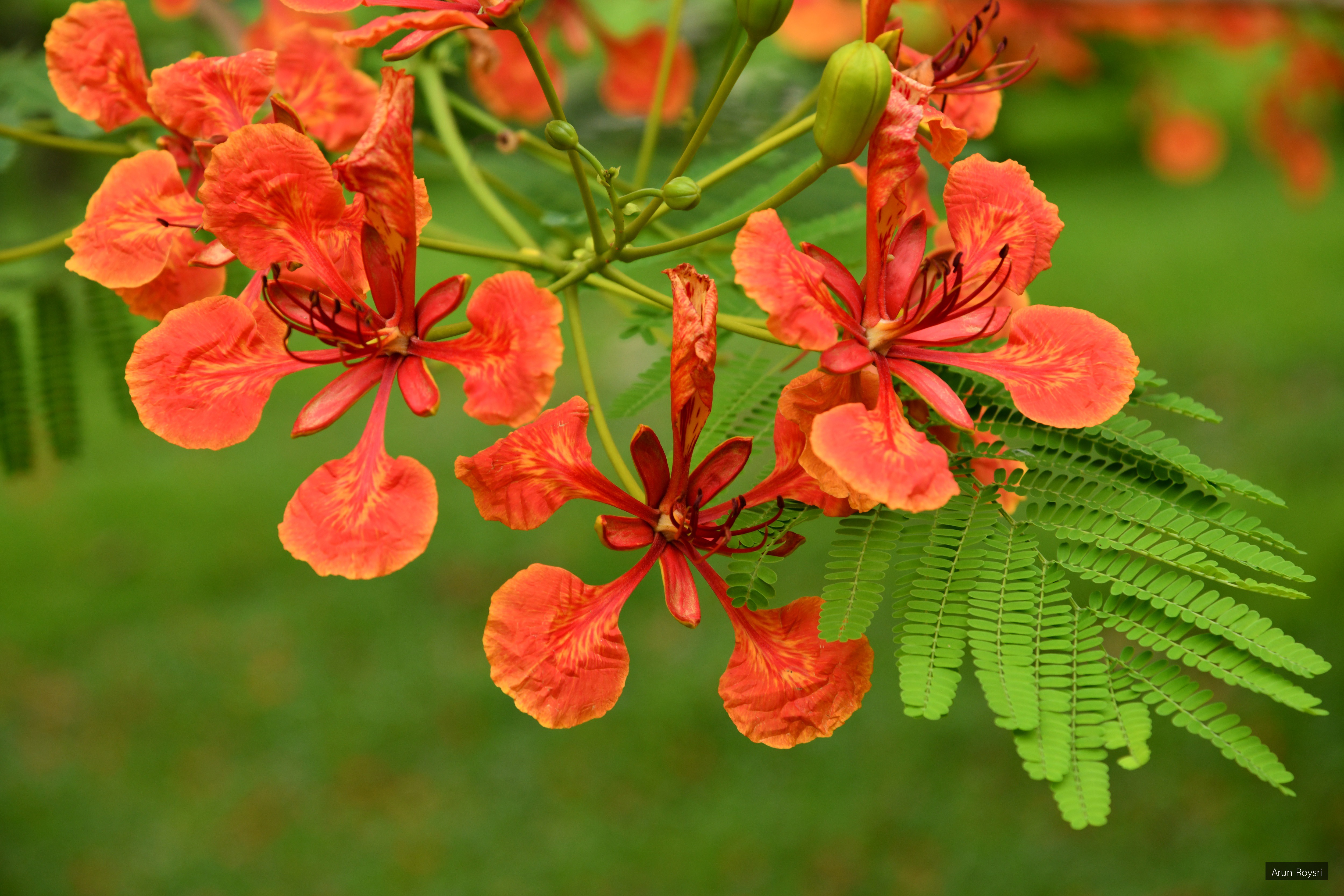 Delonix regia