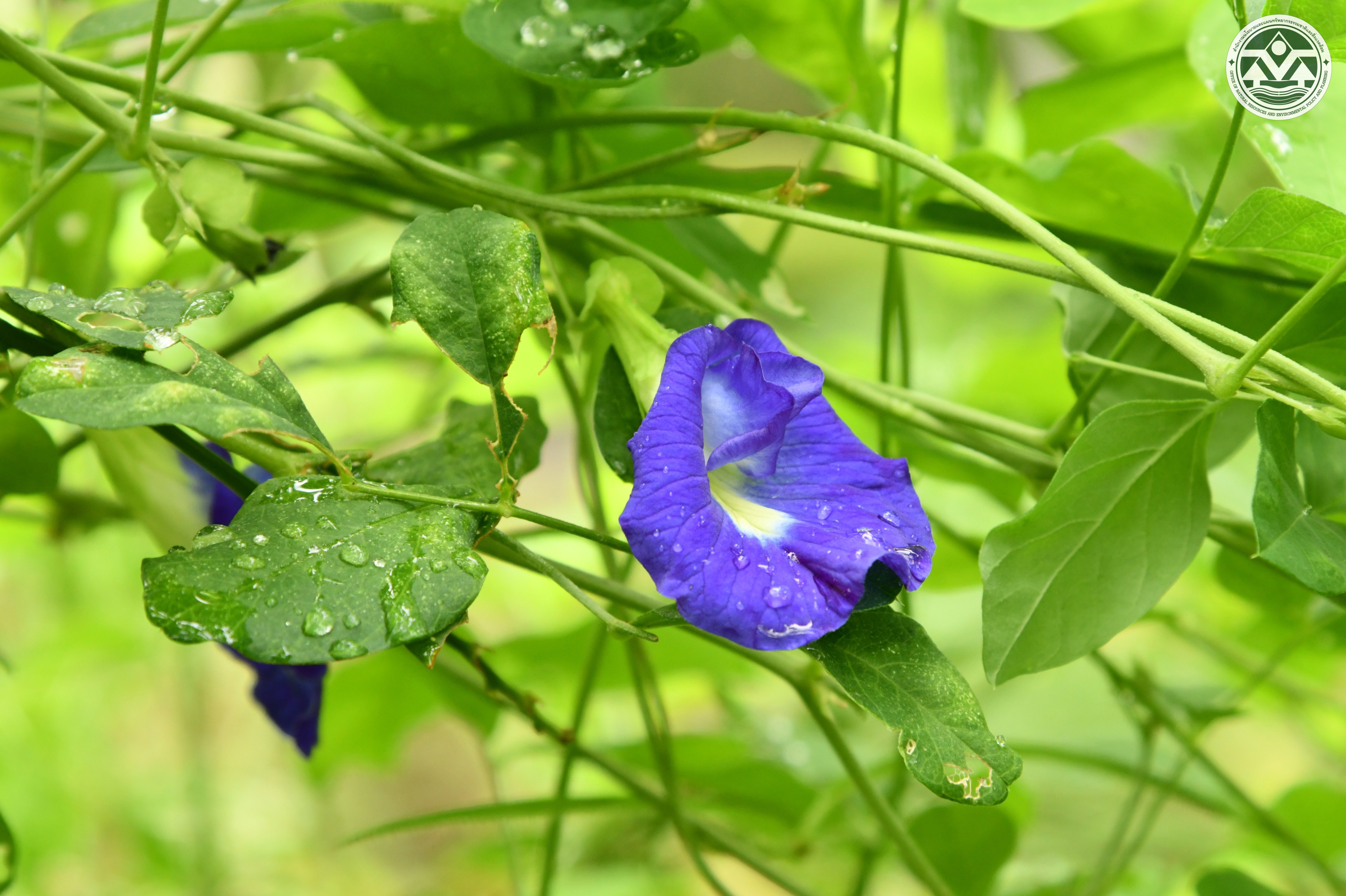 Clitoria ternatea