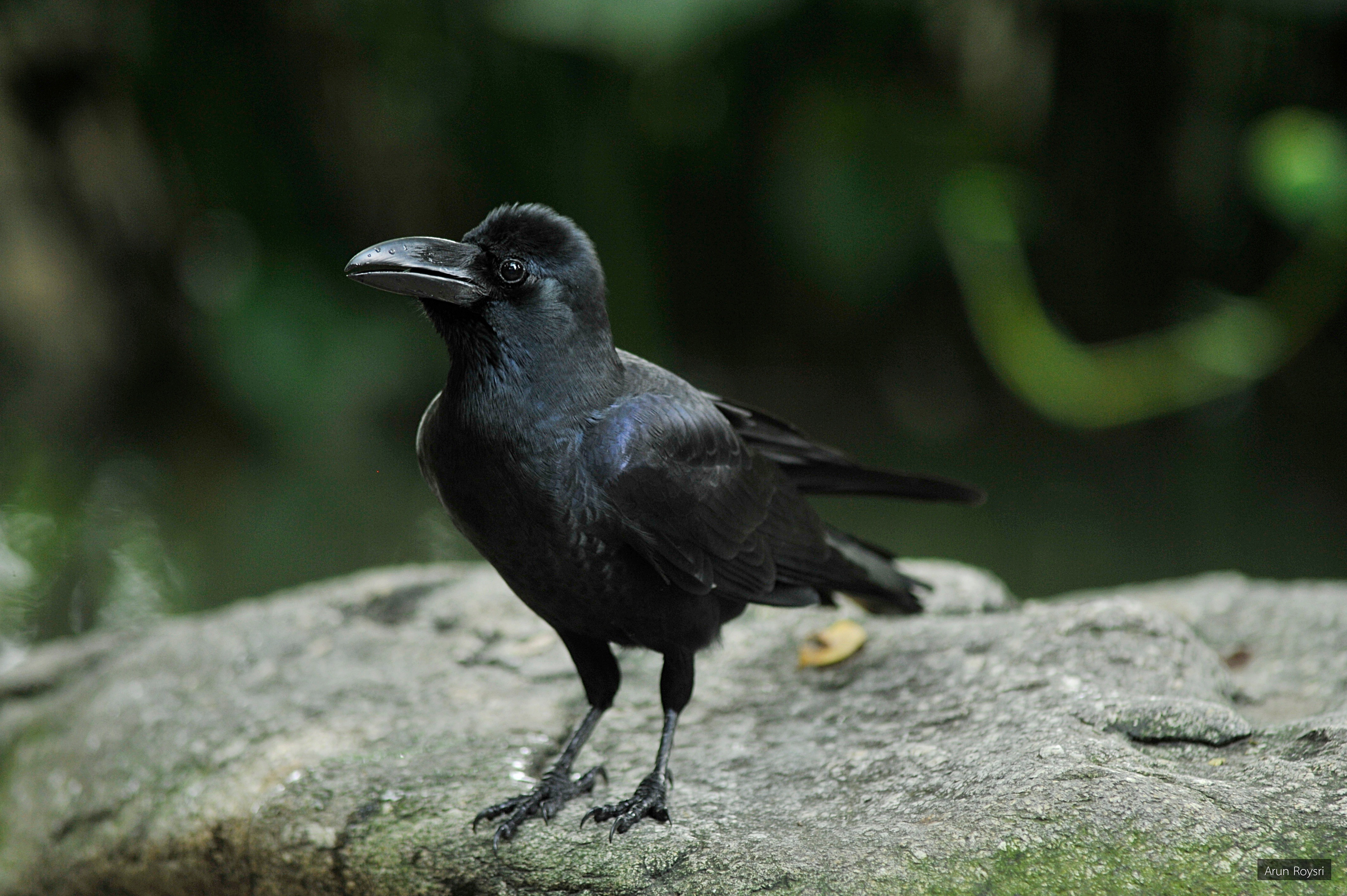Corvus levaillantii
