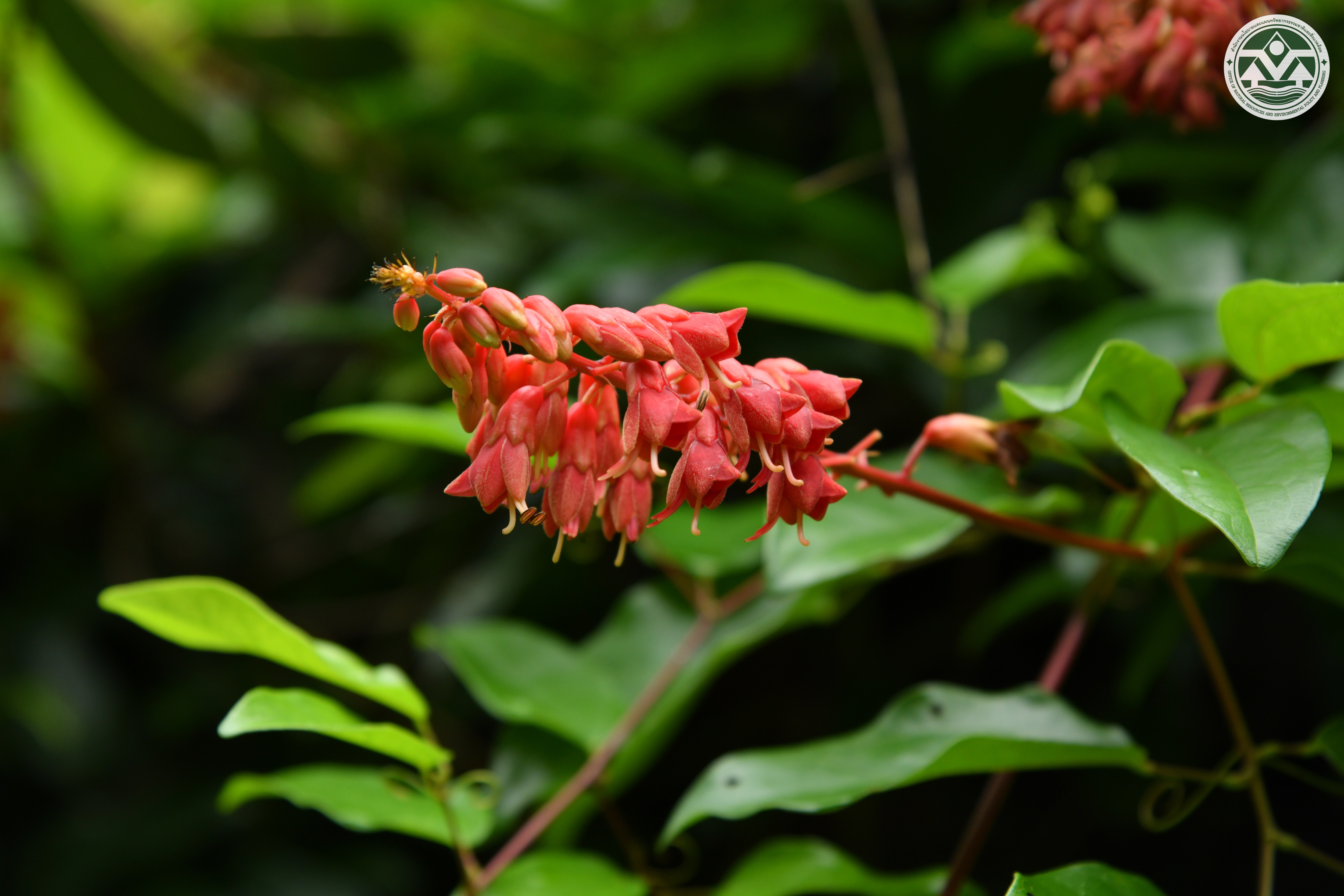 Bauhinia strychnifolia