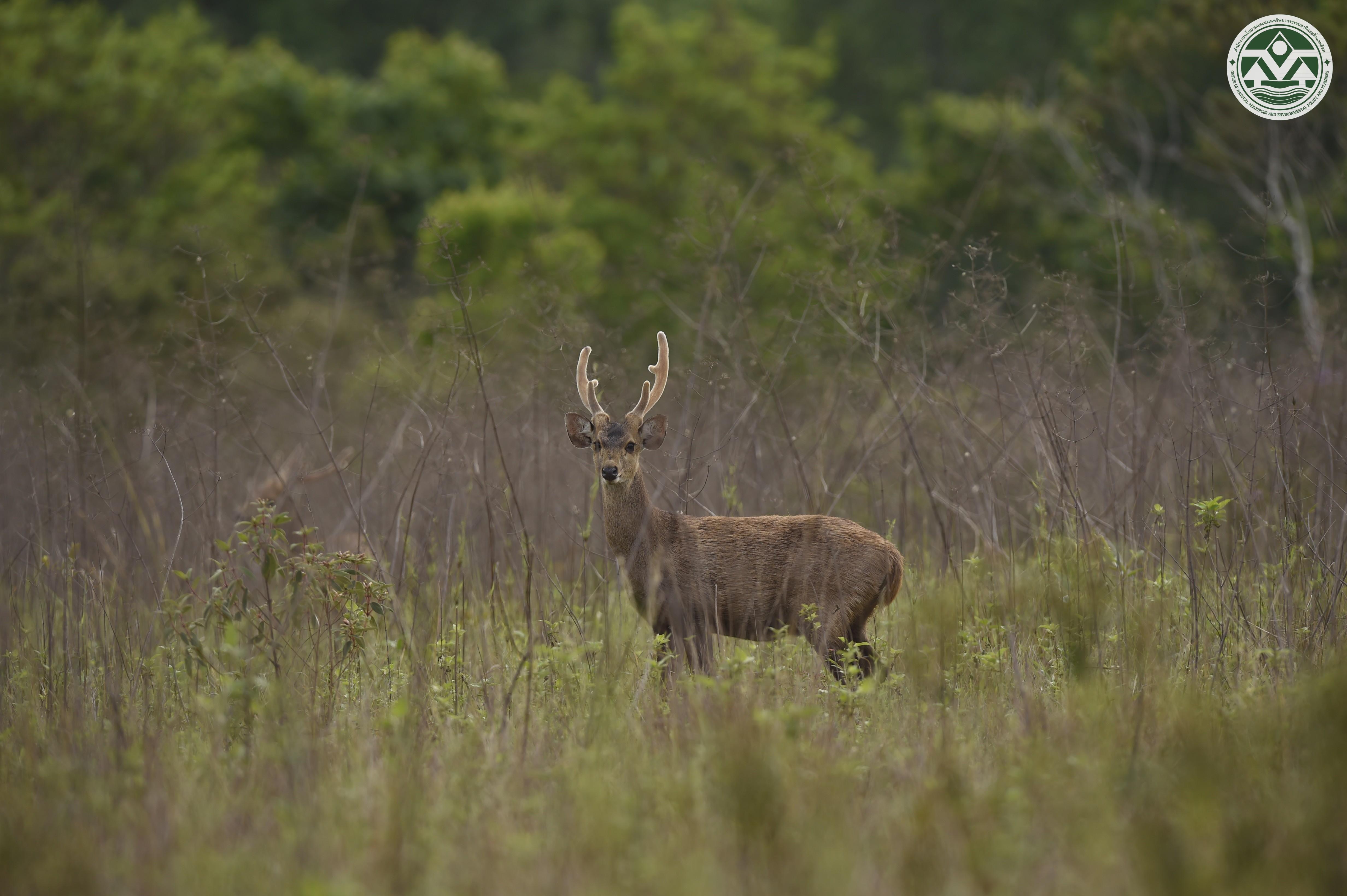 Axis porcinus