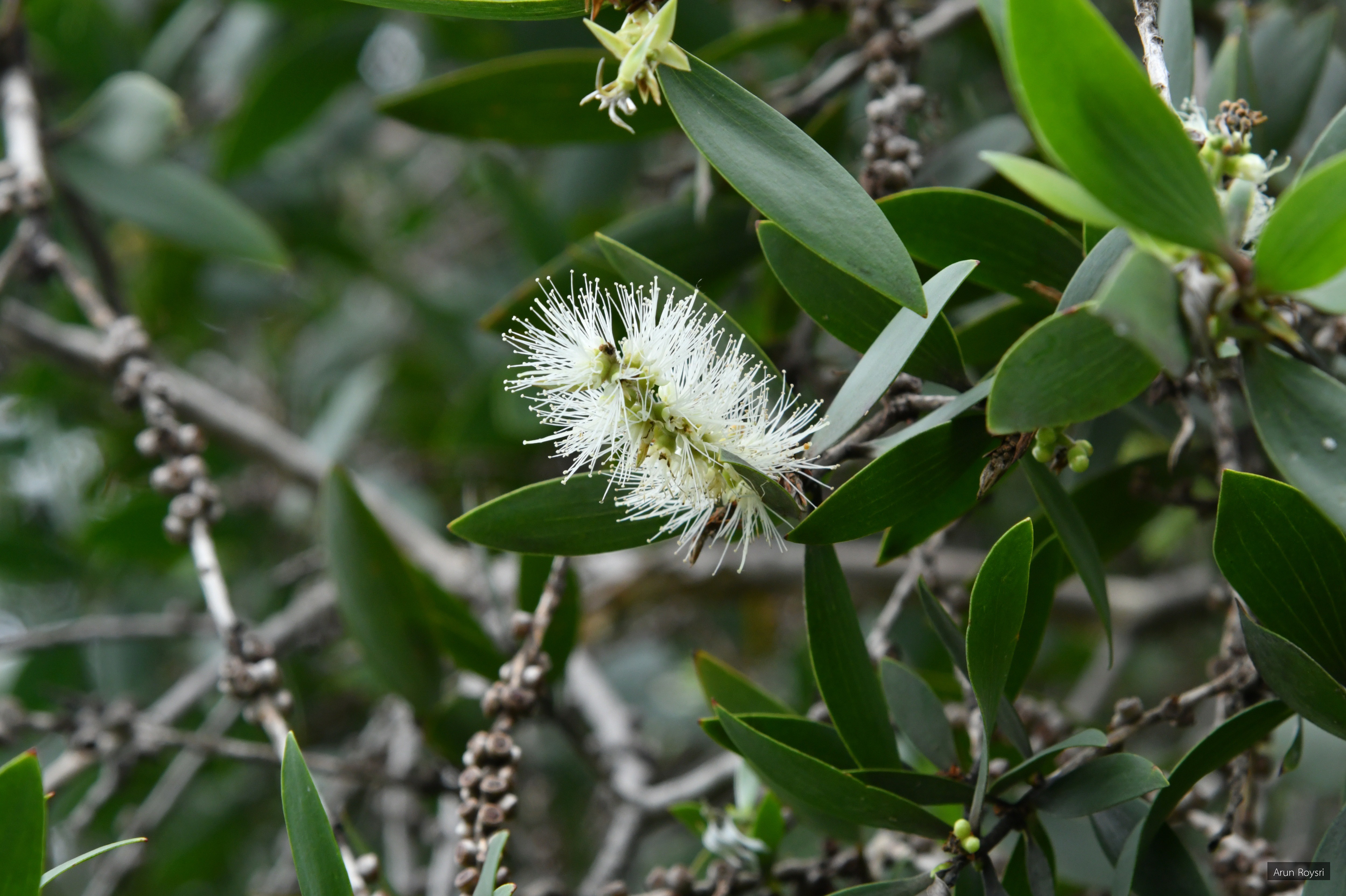 Melaleuca cajuputi