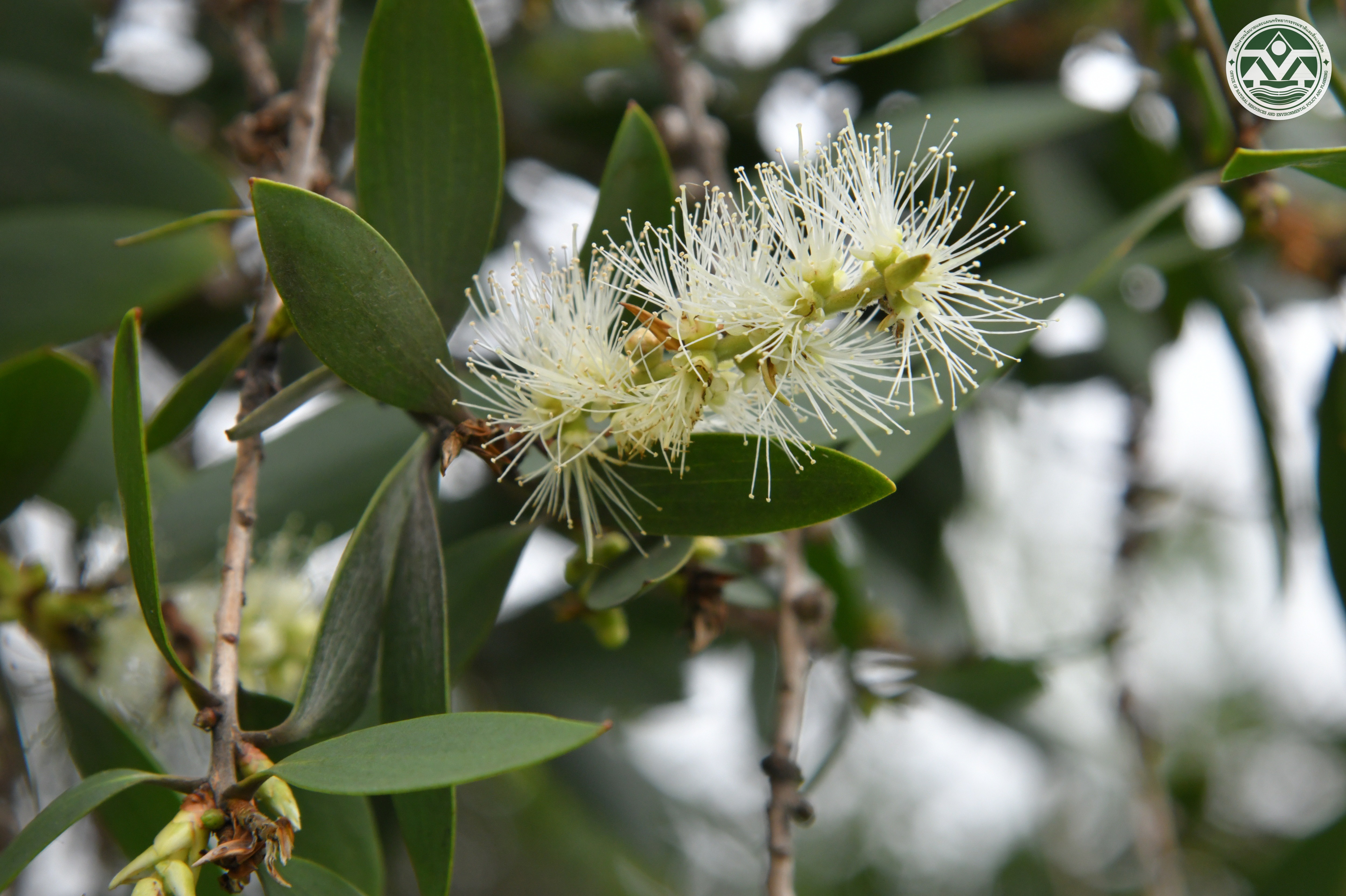 Melaleuca cajuputi