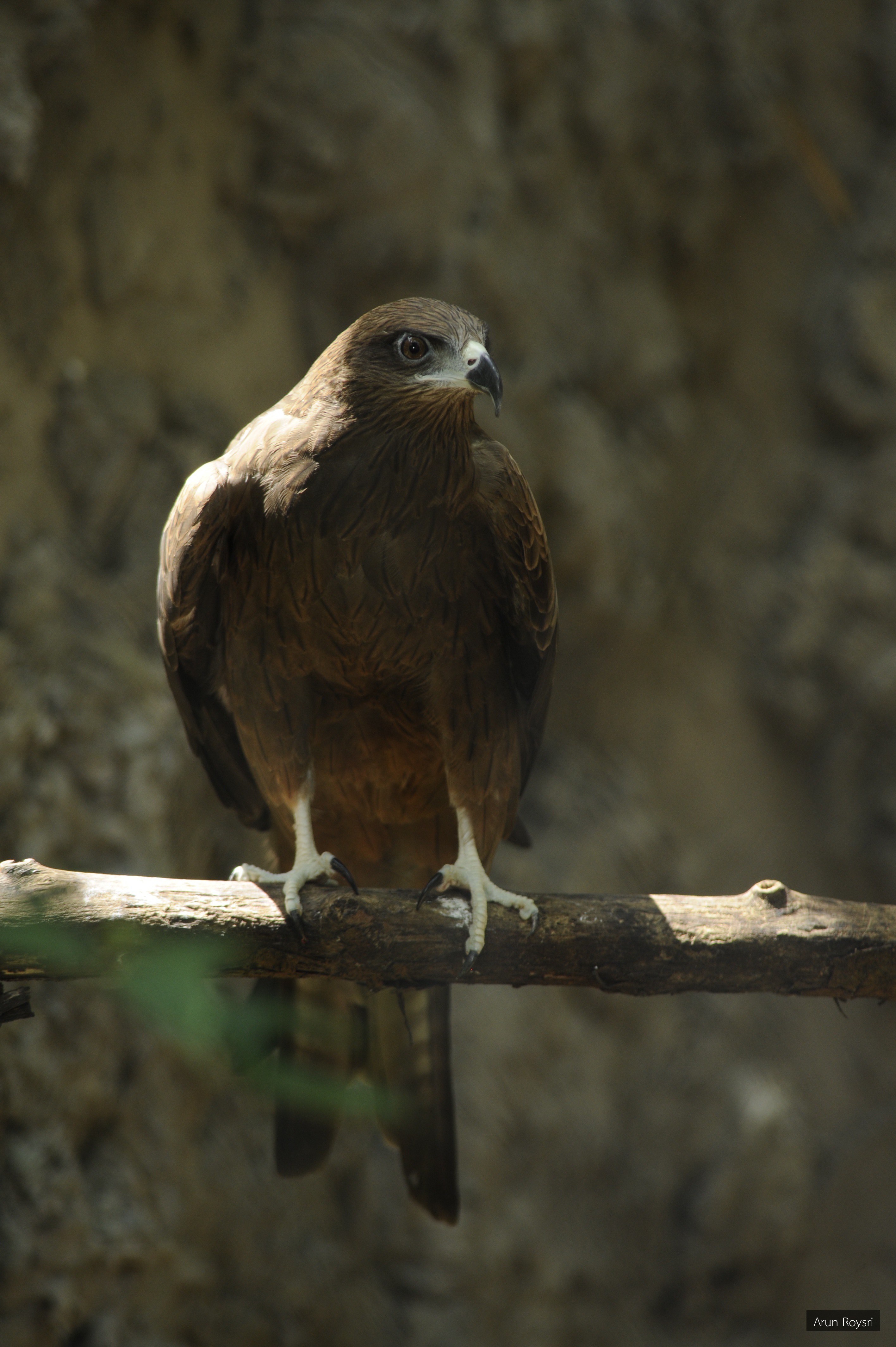 Milvus migrans