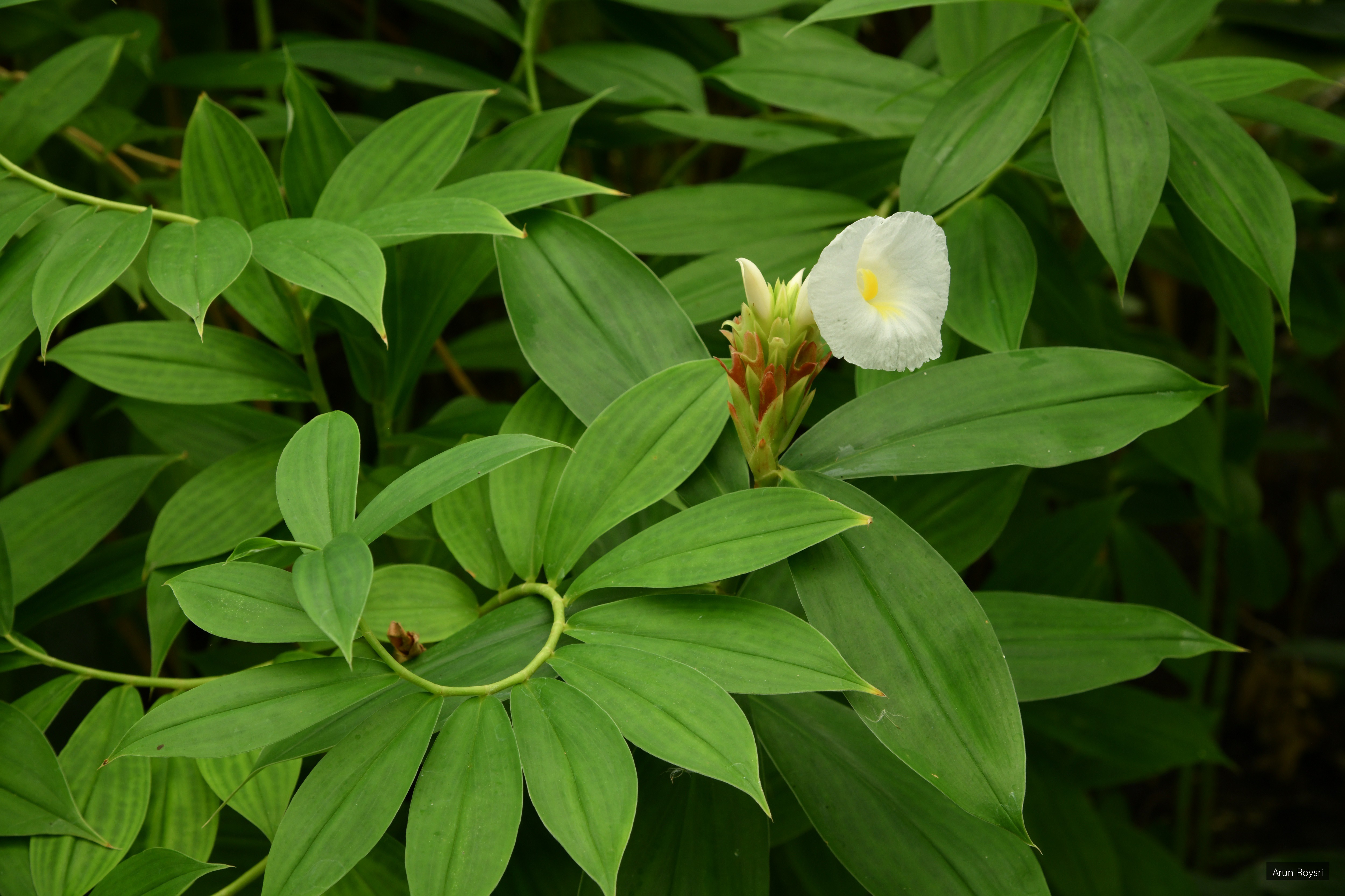 Cheilocostus speciosus