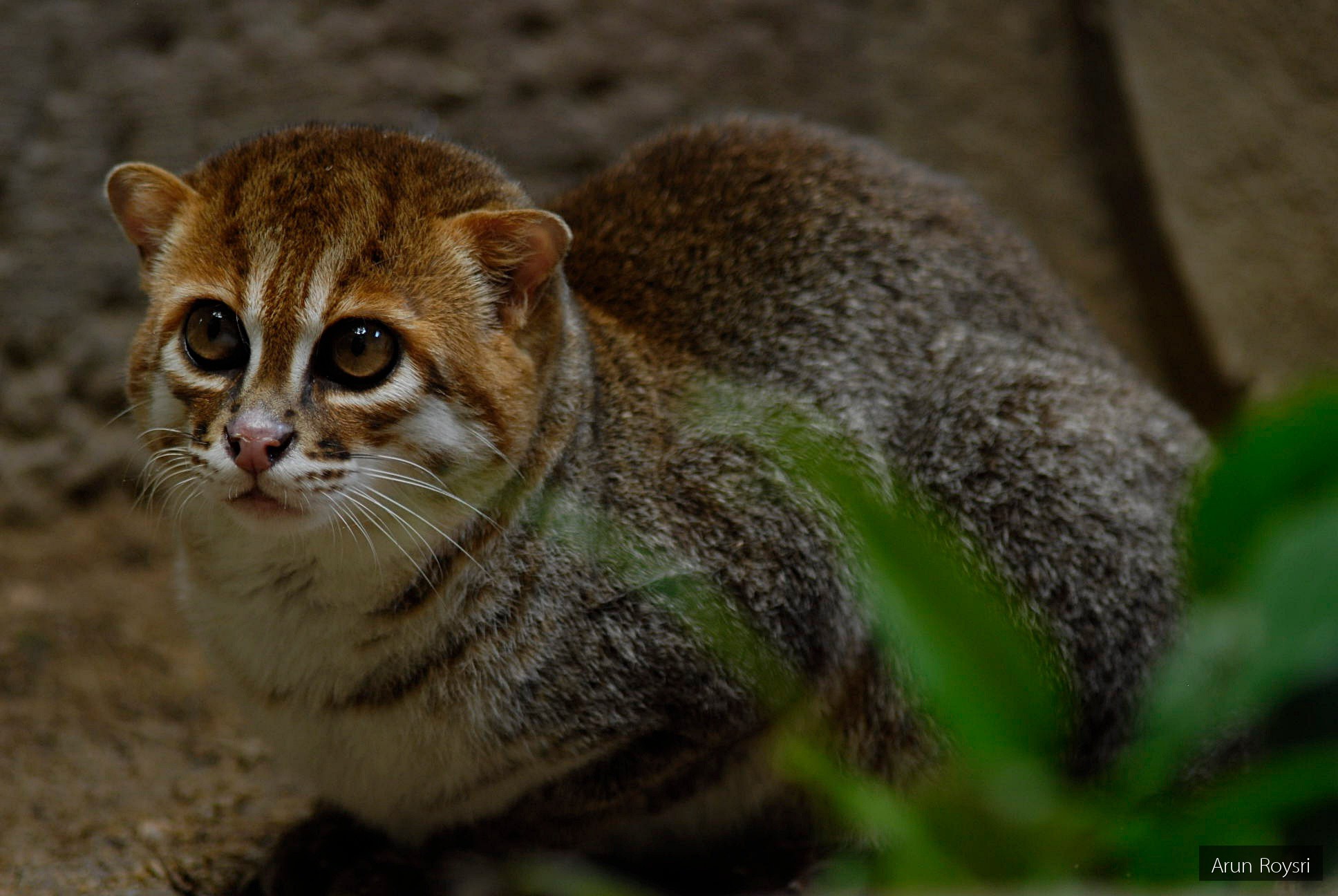 Prionailurus planiceps