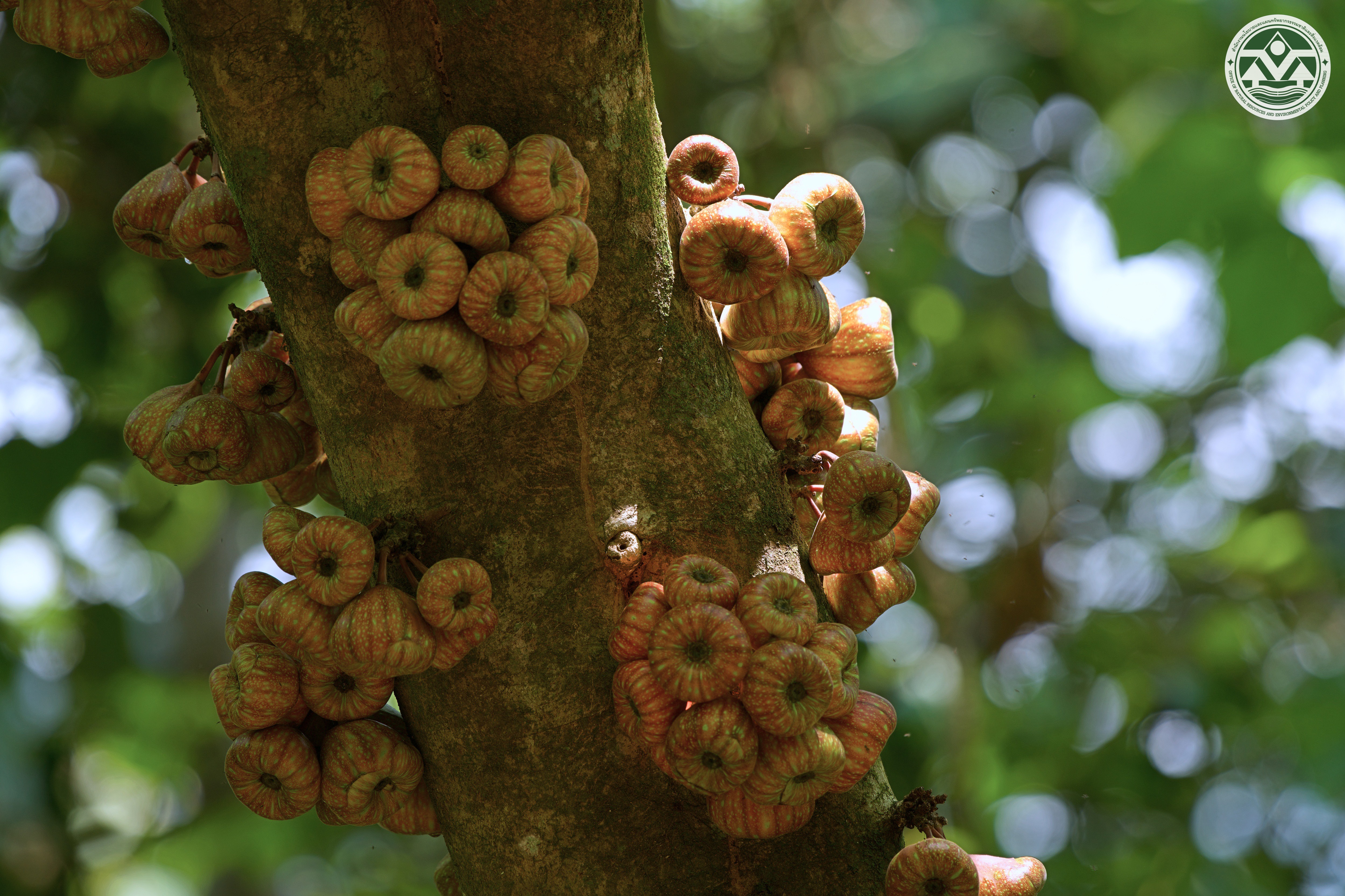 Ficus obpyramidata