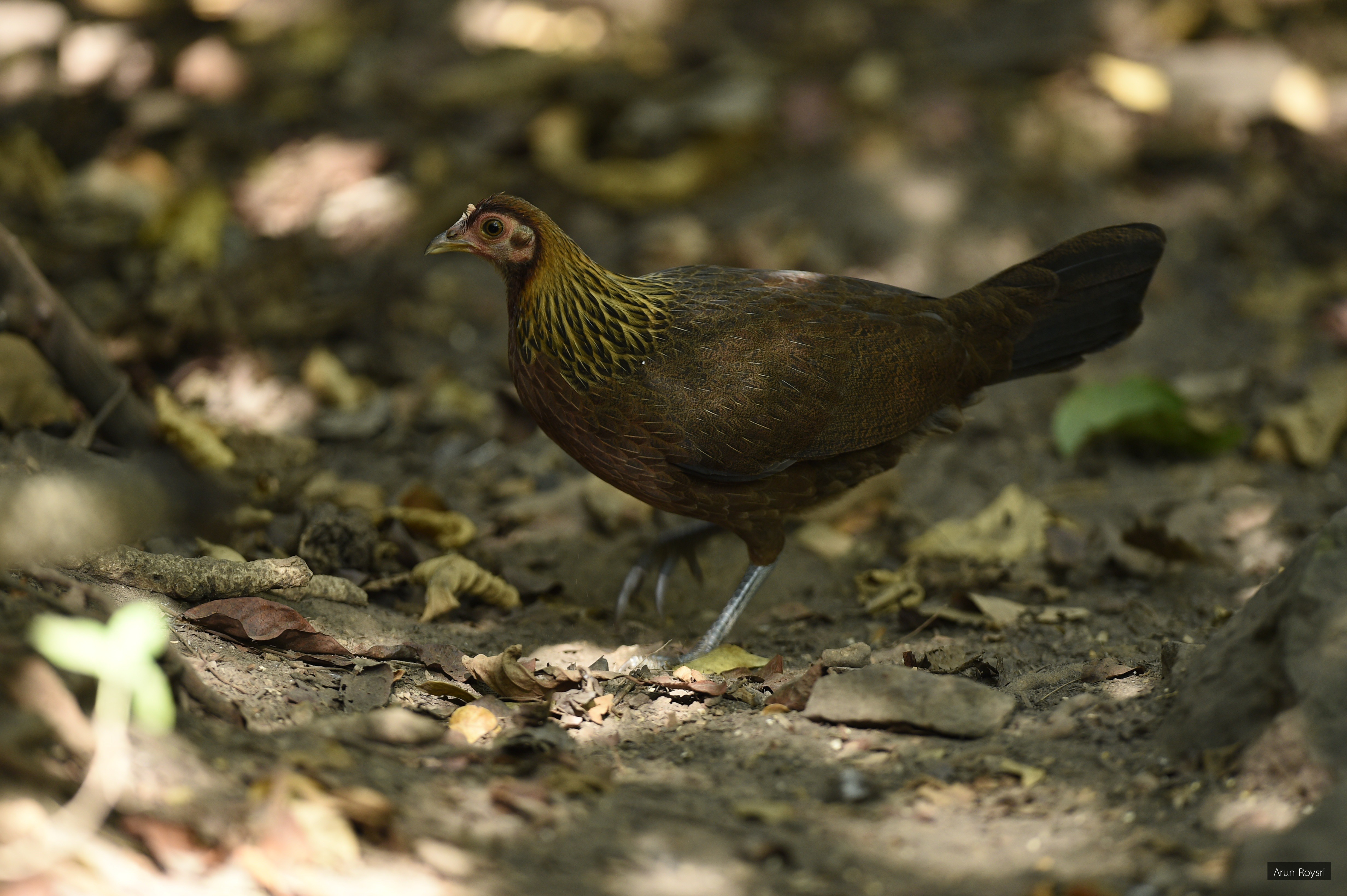 Gallus gallus