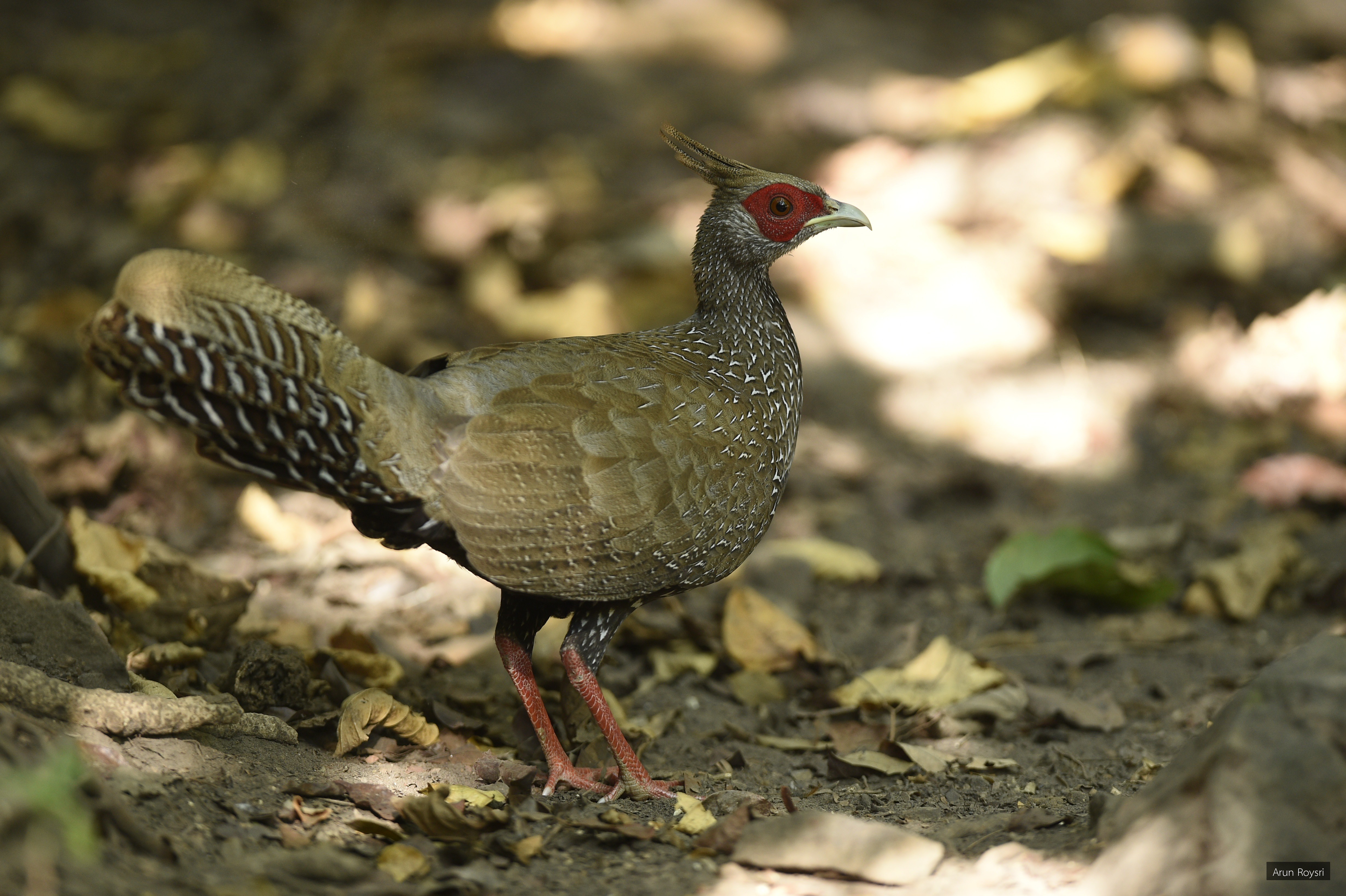 Lophura nycthemera