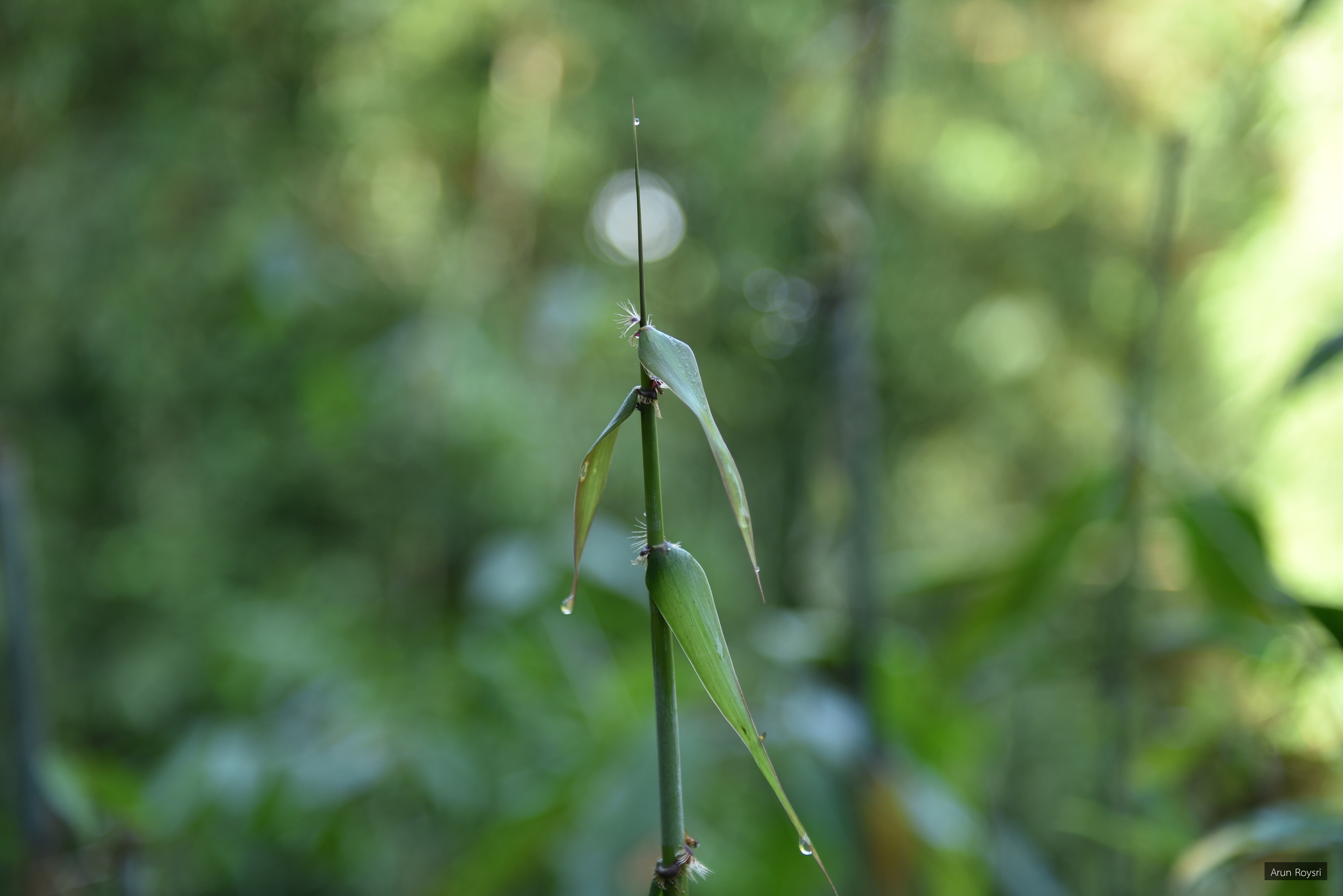 Melocalamus compactiflorus