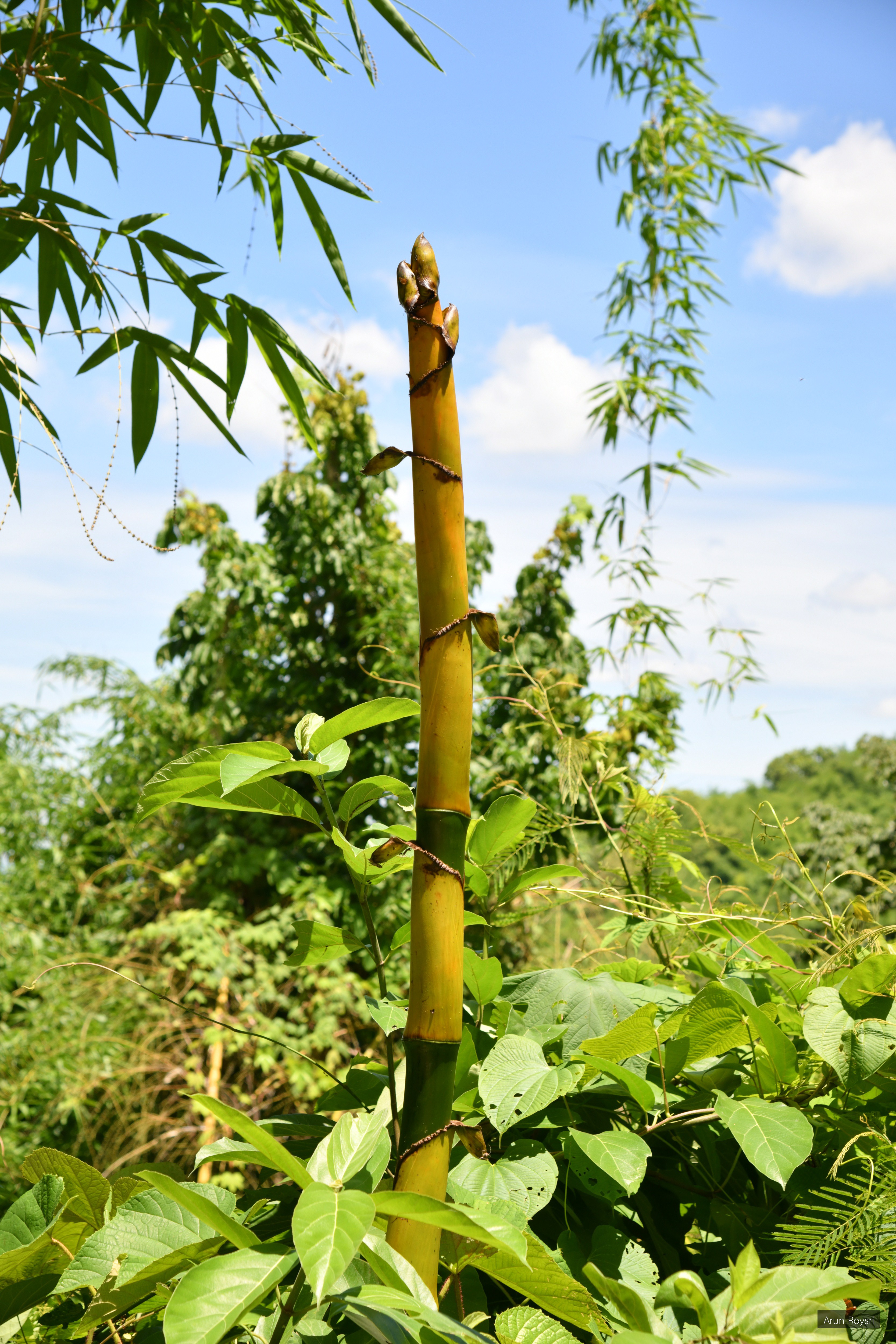 Bambusa bambos
