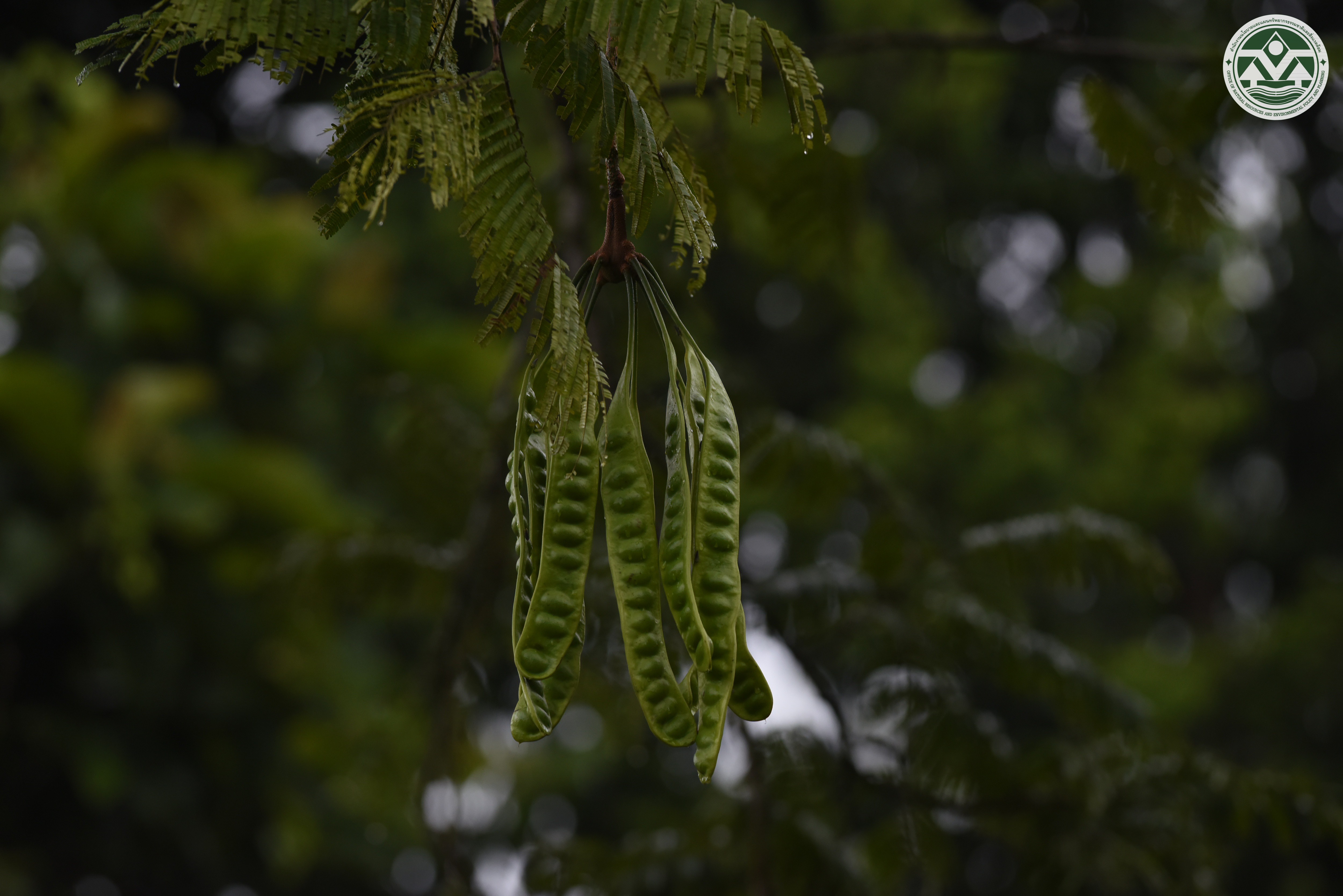 Parkia speciosa