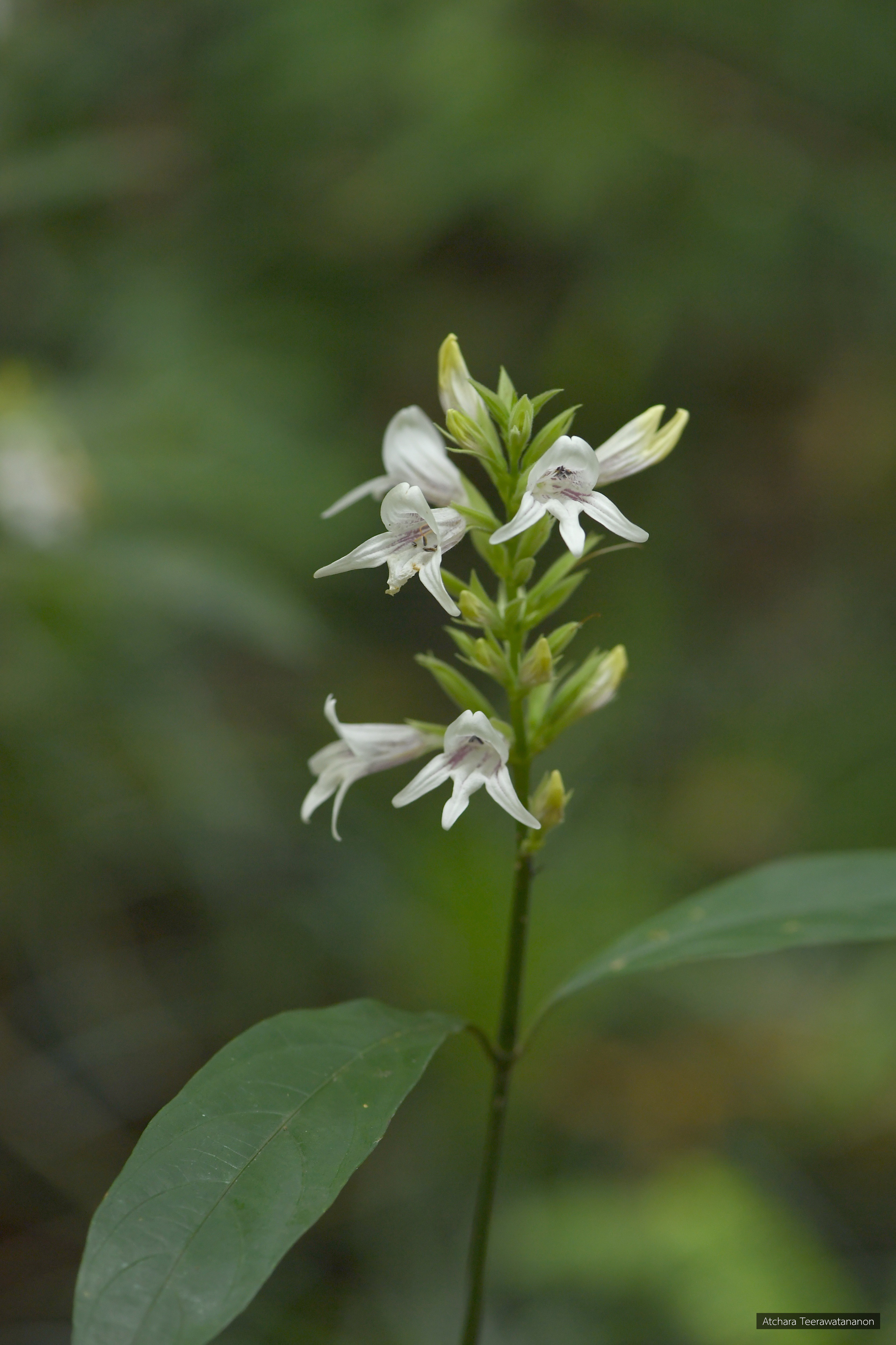 Chroesthes lanceolata