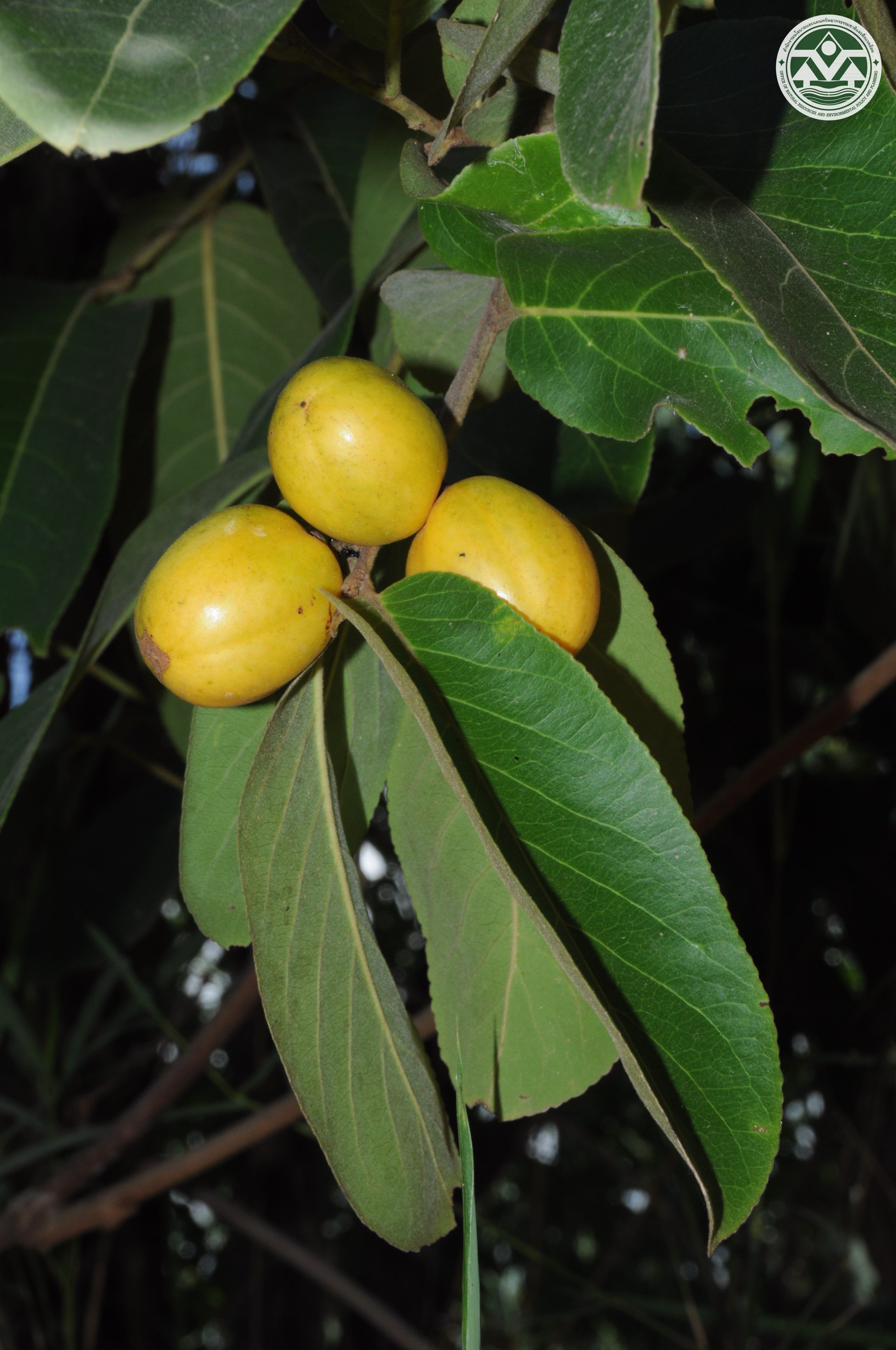 Casearia grewiifolia