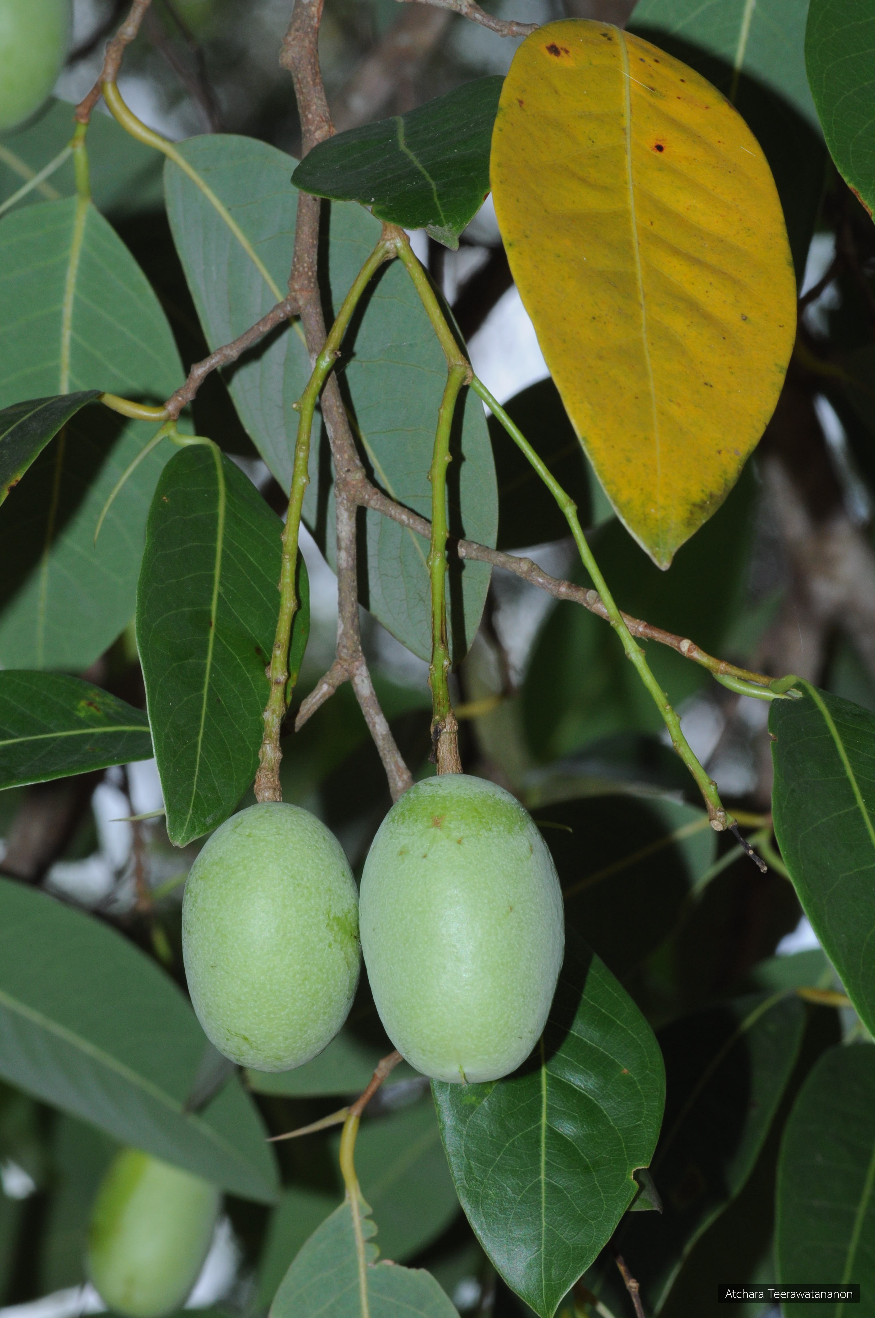 Irvingia malayana