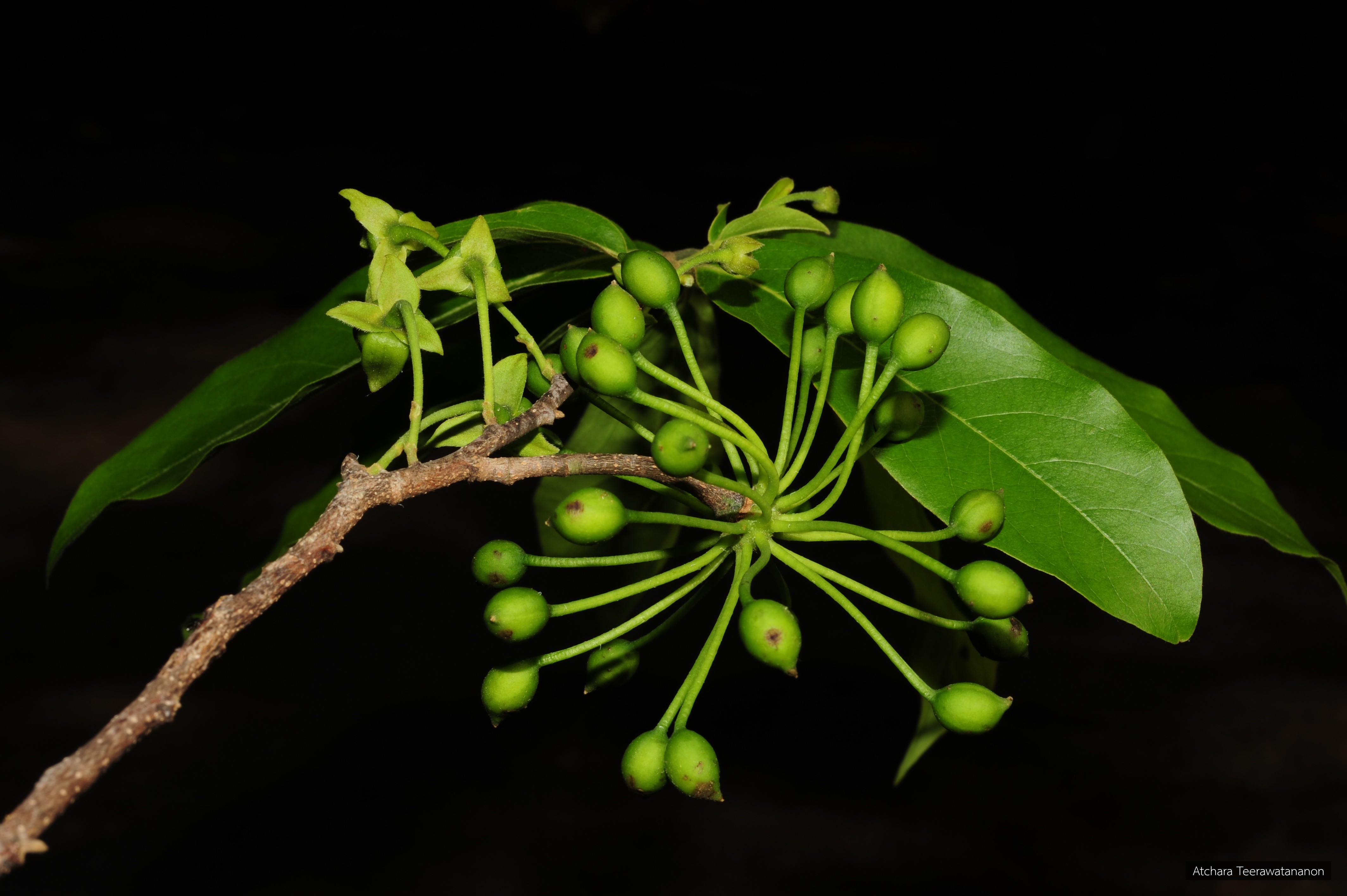 Hubera cerasoides