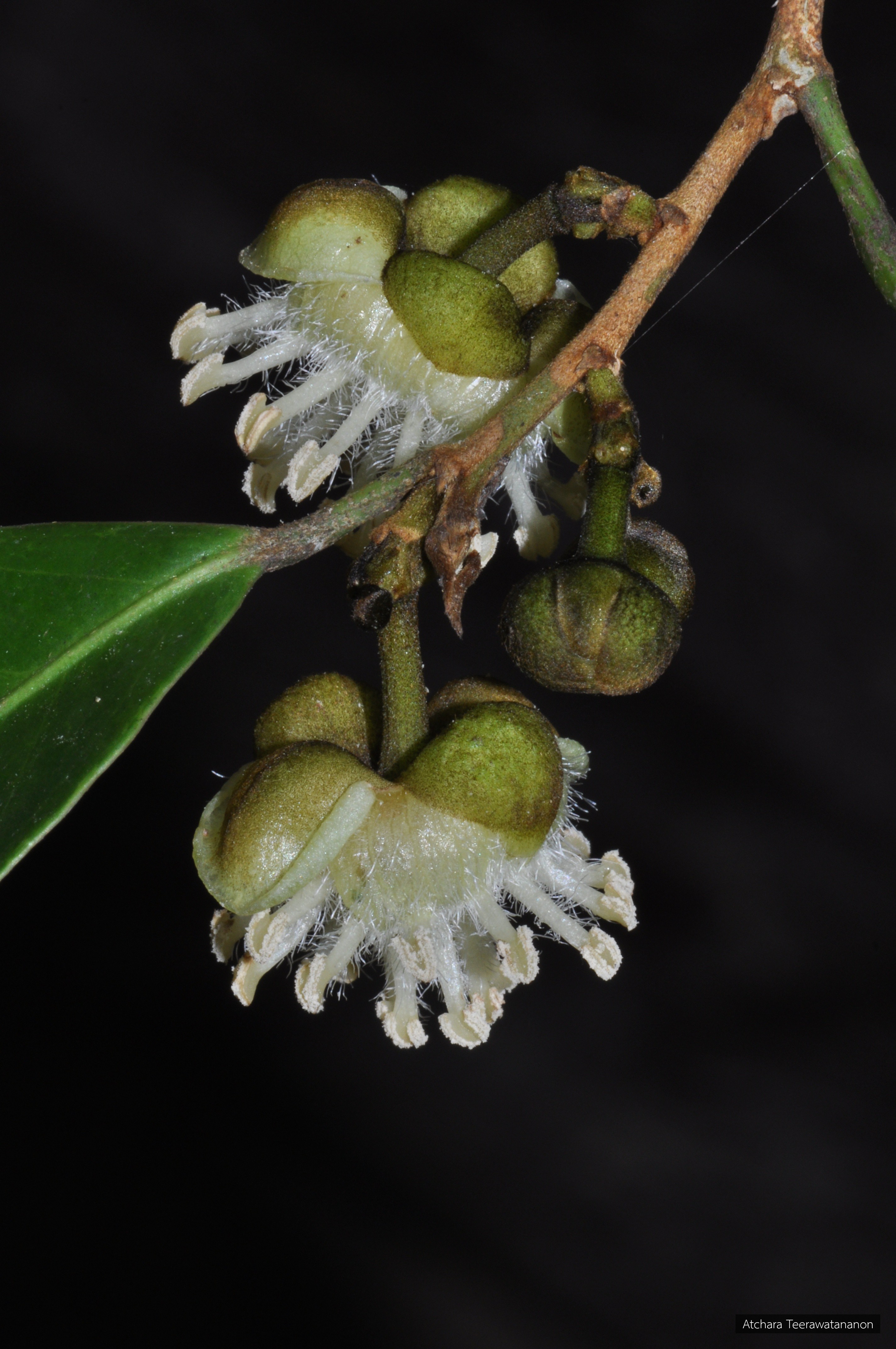 Hydnocarpus ilicifolia