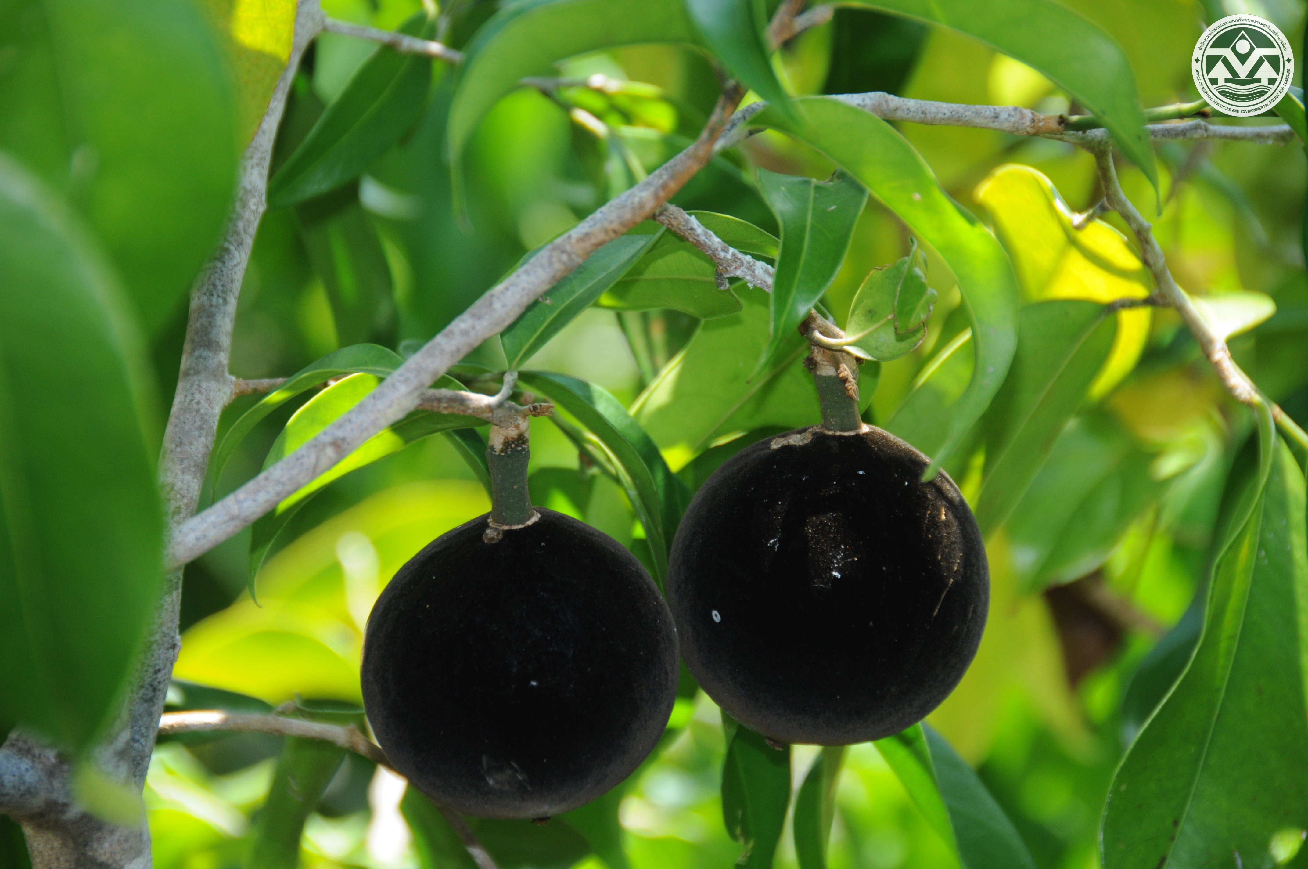 Hydnocarpus ilicifolia