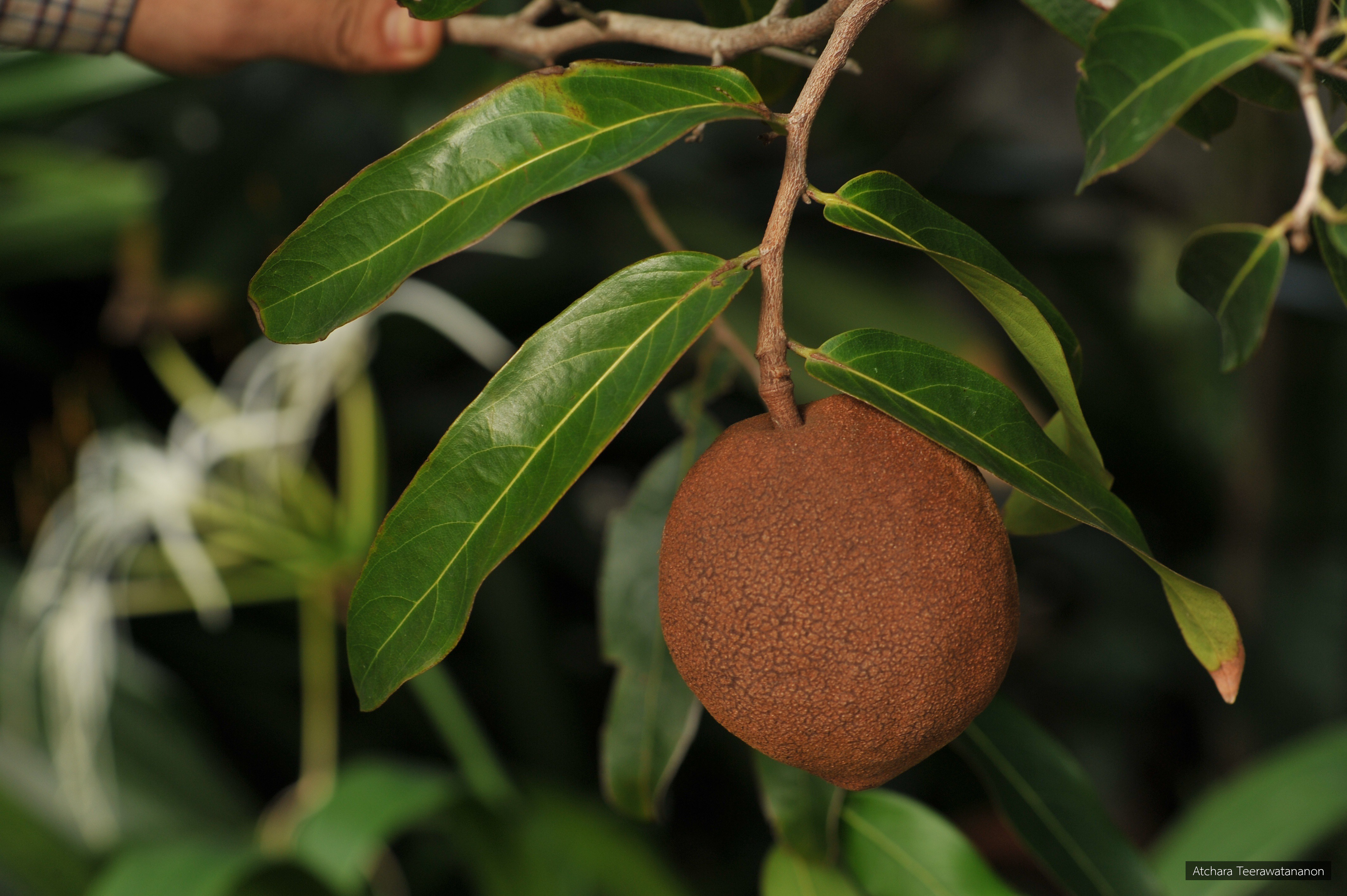 Hydnocarpus castanea