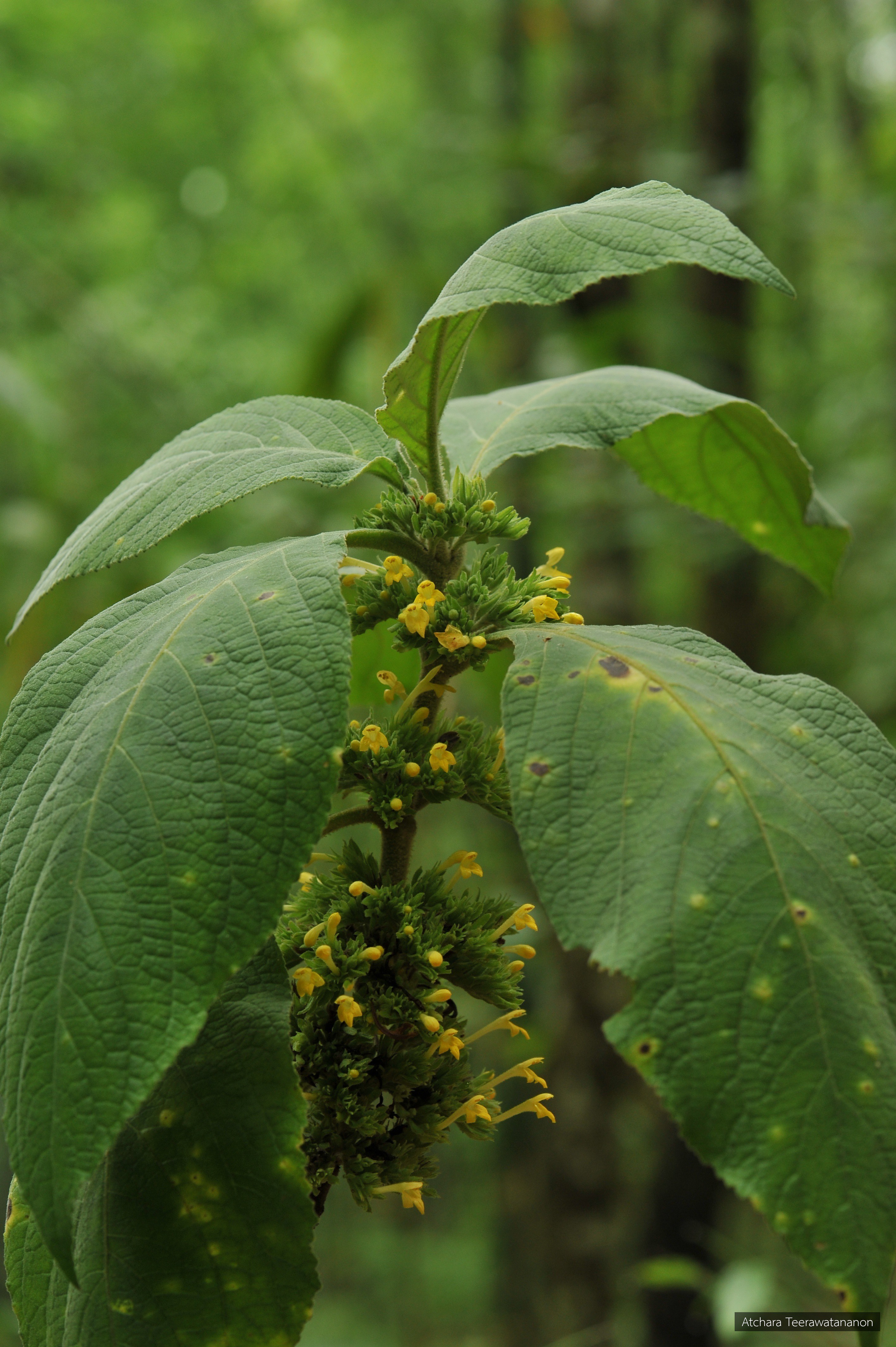 Gomphostemma parviflorum