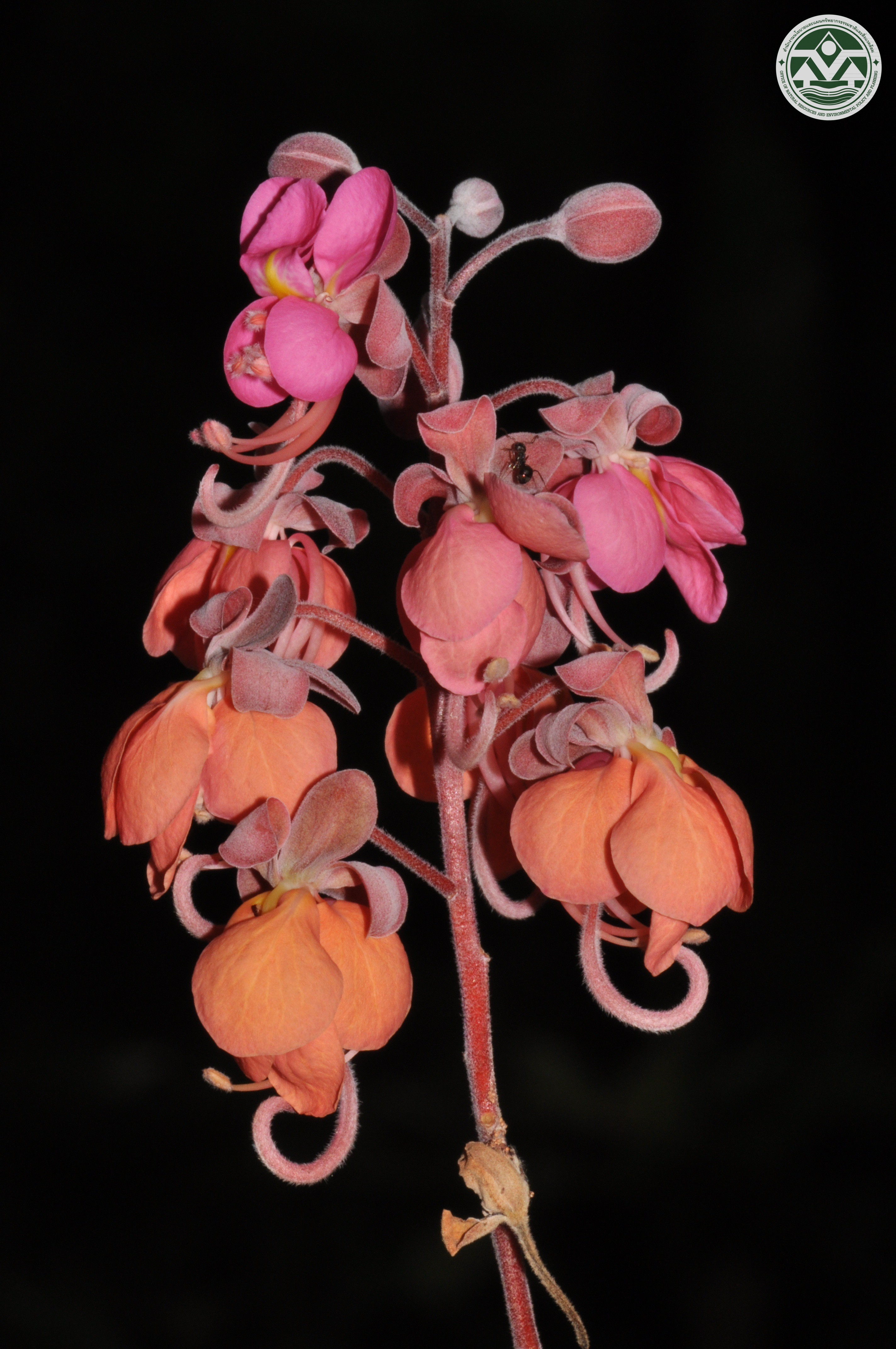 Cassia grandis