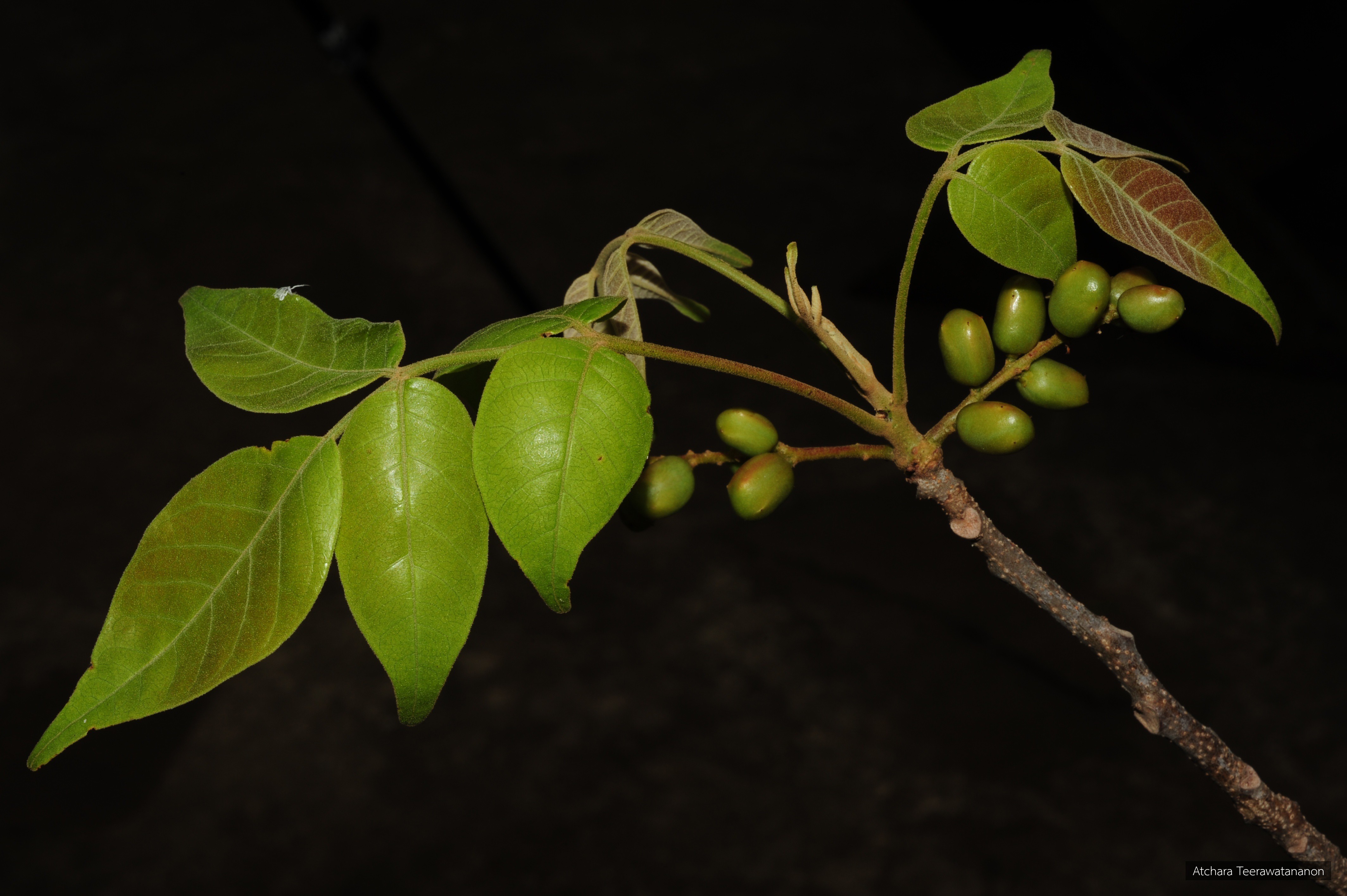 Lannea coromandelica