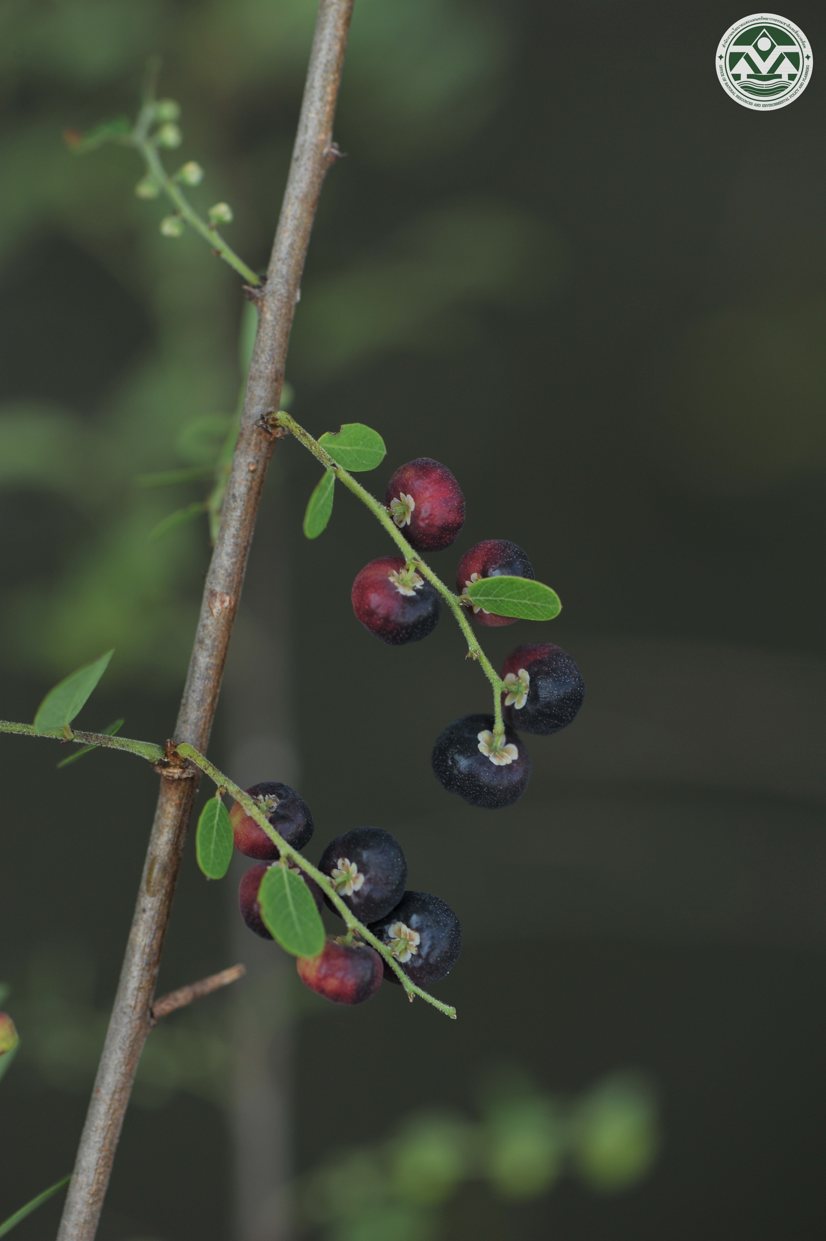 Phyllanthus reticulatus