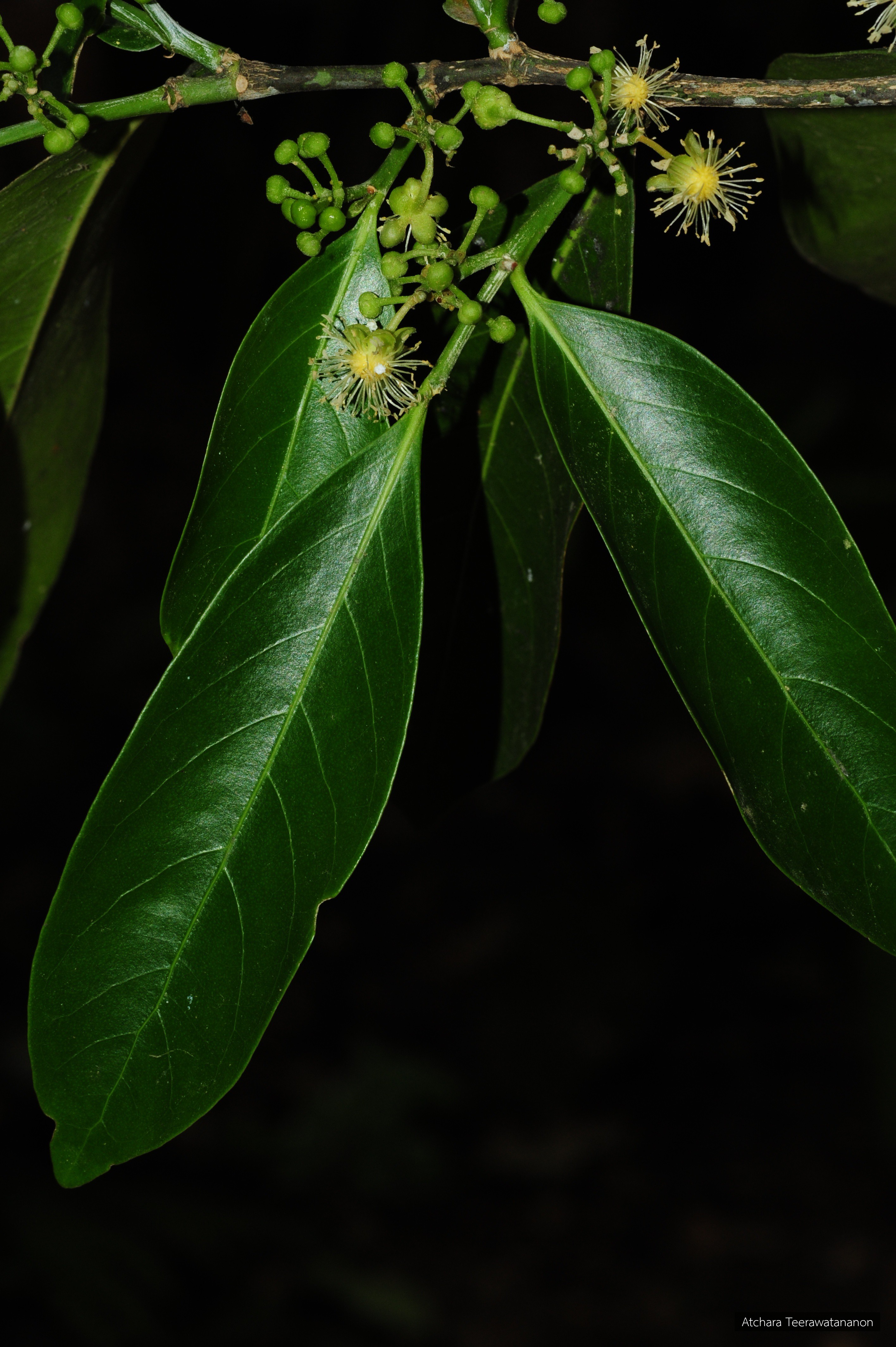 Suregada multiflora