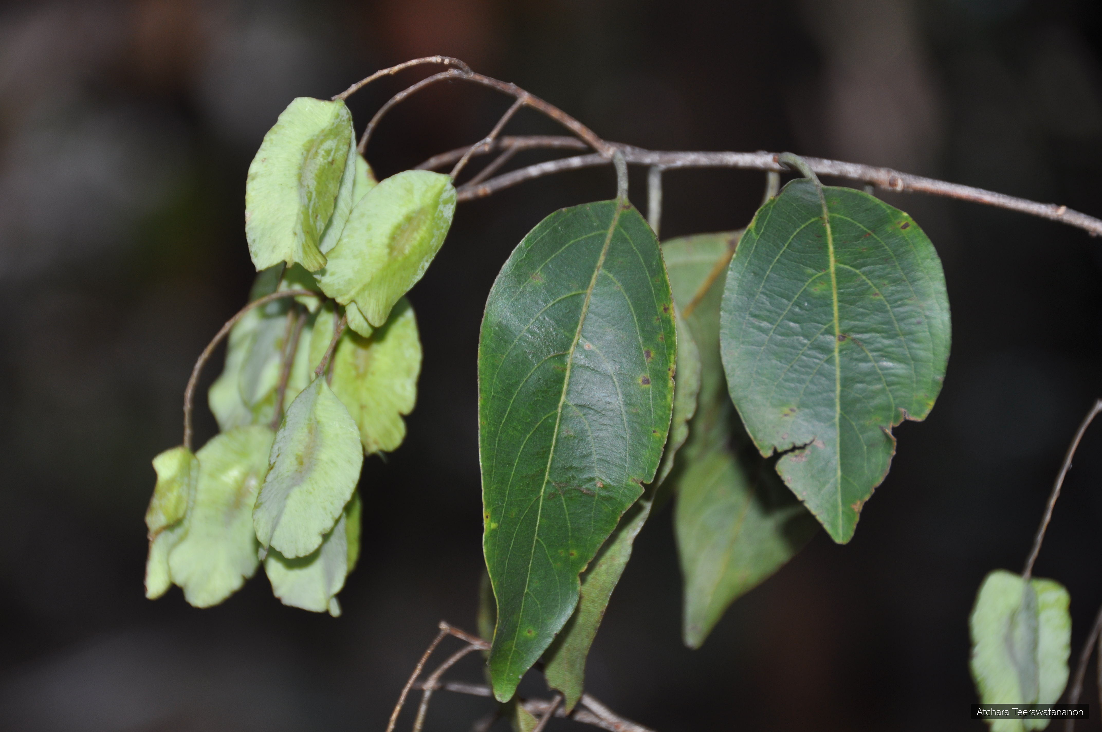 Terminalia nigrovenulosa
