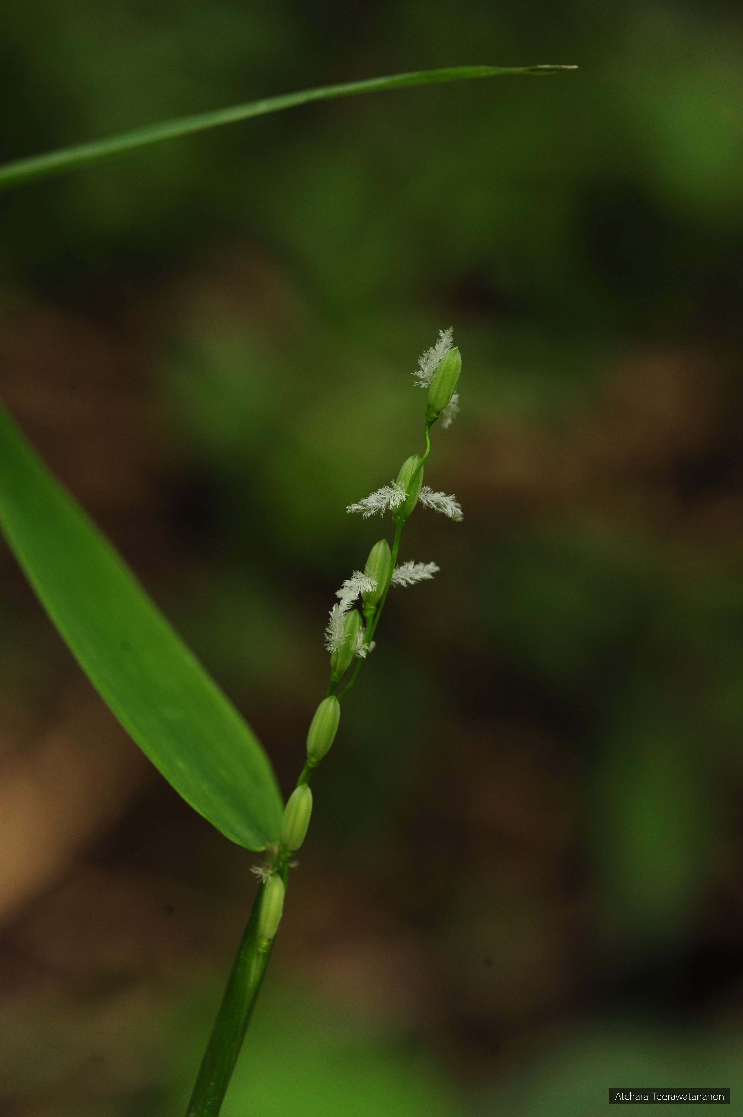 Oryza meyeriana