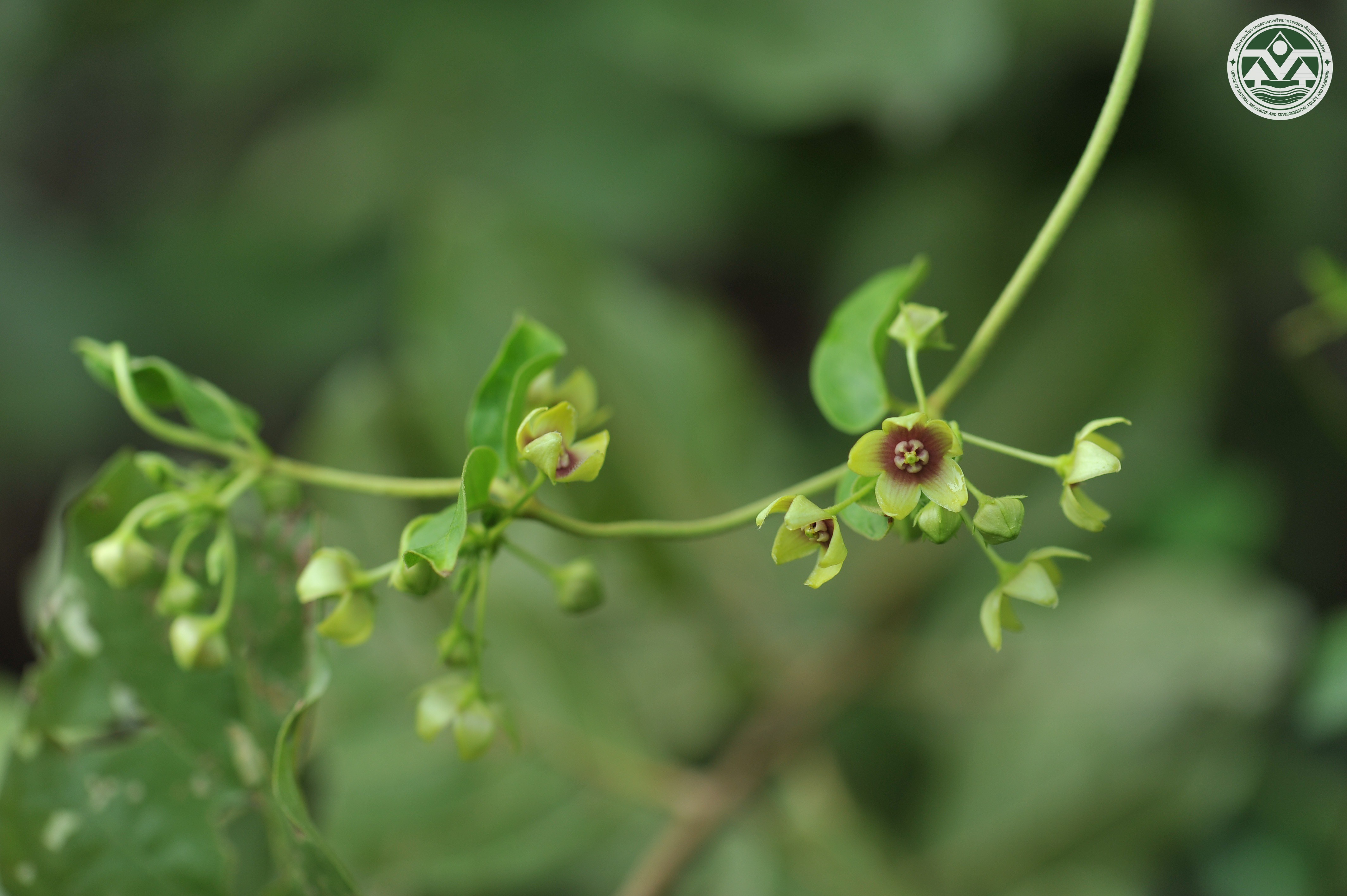 Tylophora indica