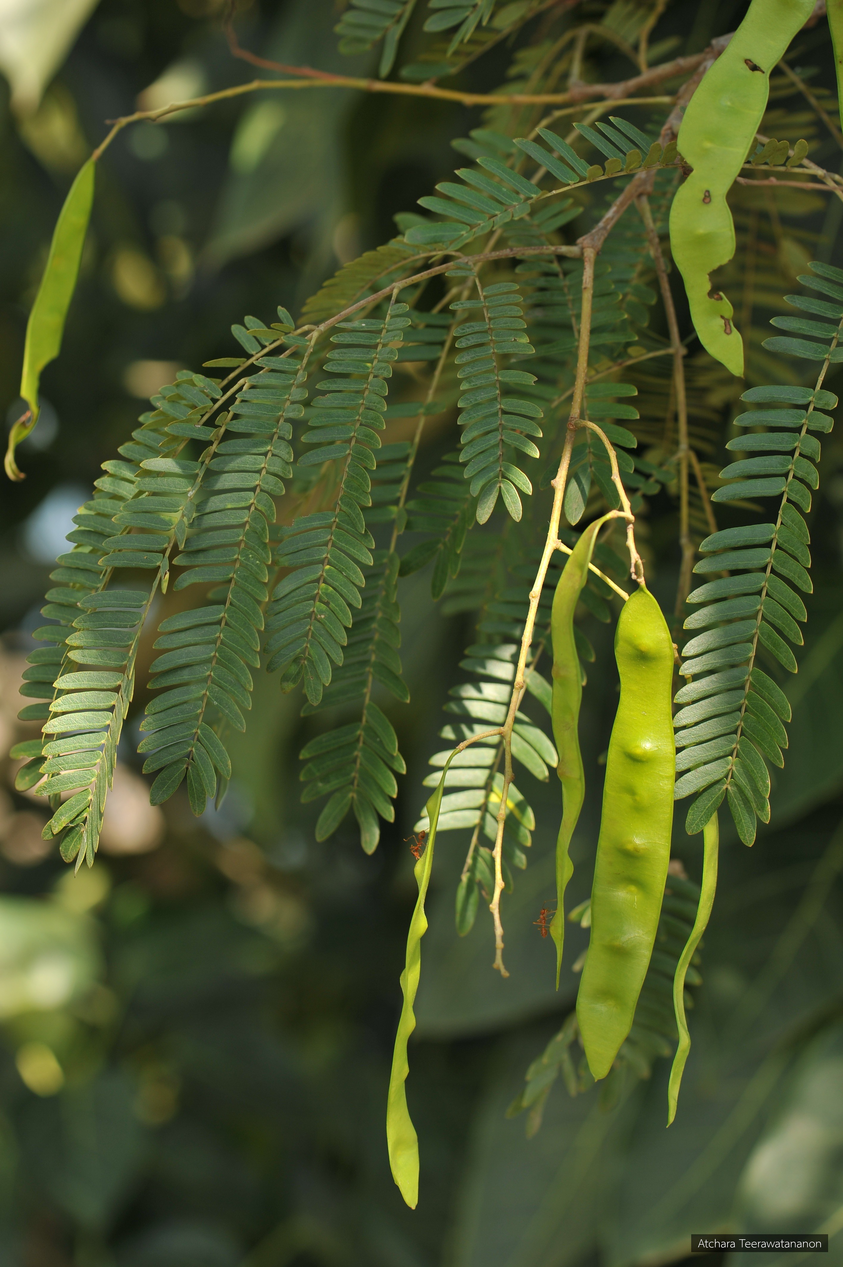 Albizia lebbekoides