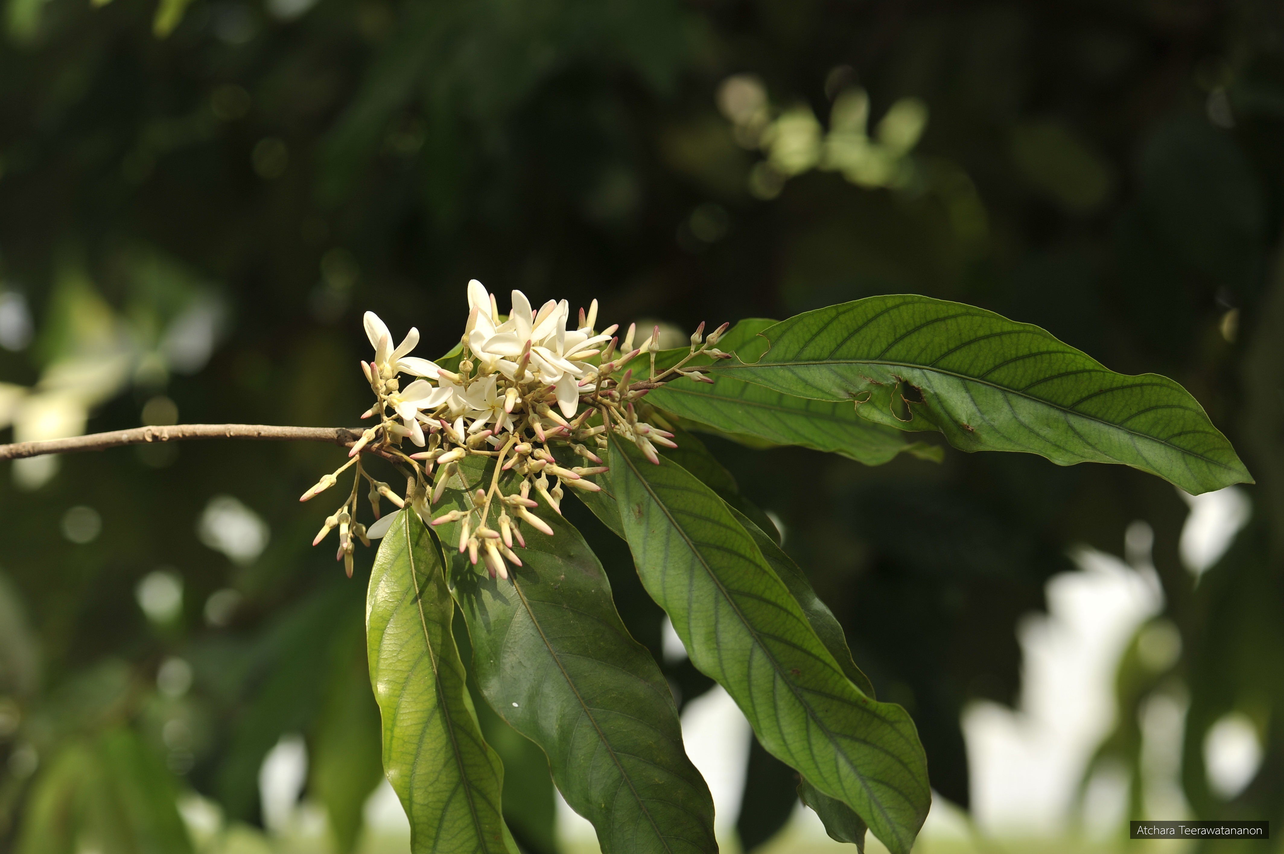Vatica diospyroides