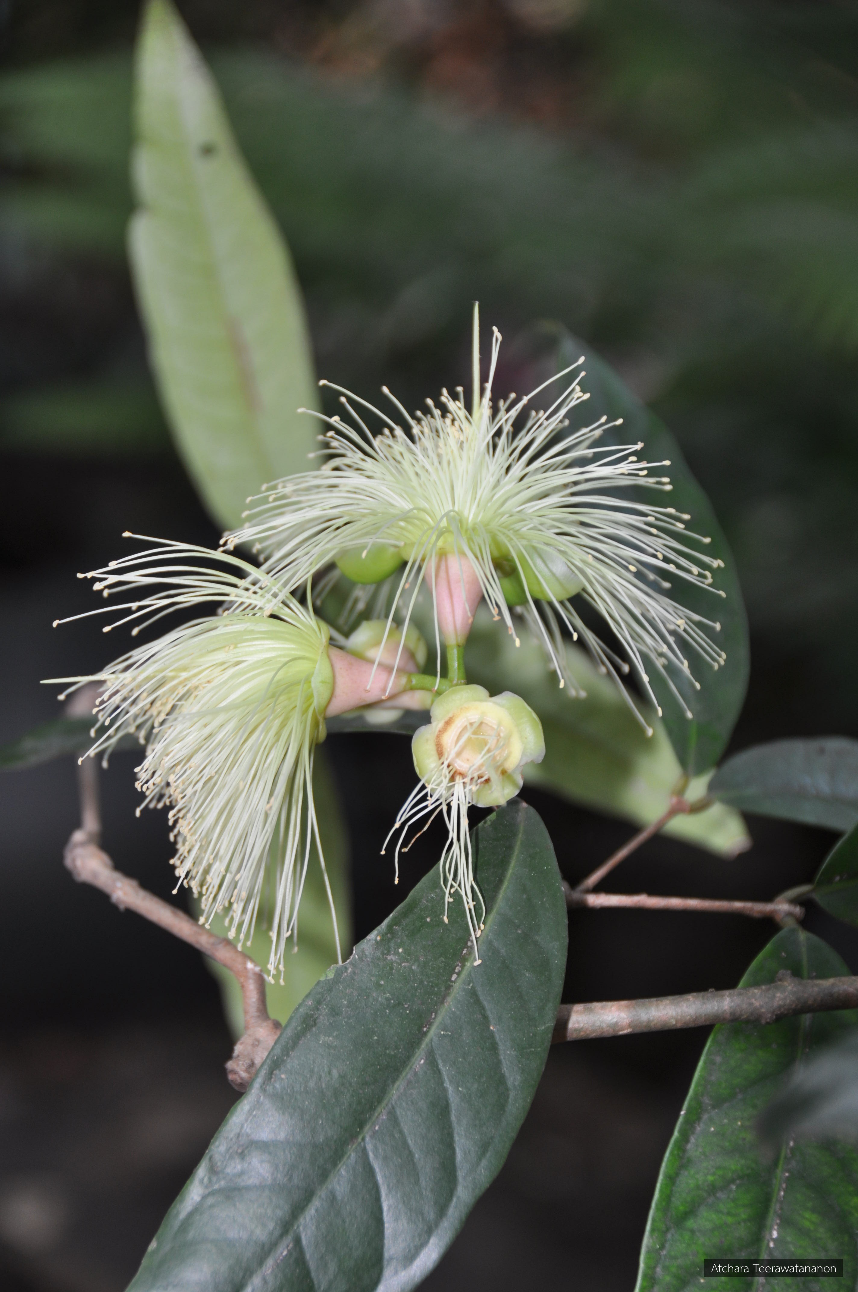 Syzygium siamense