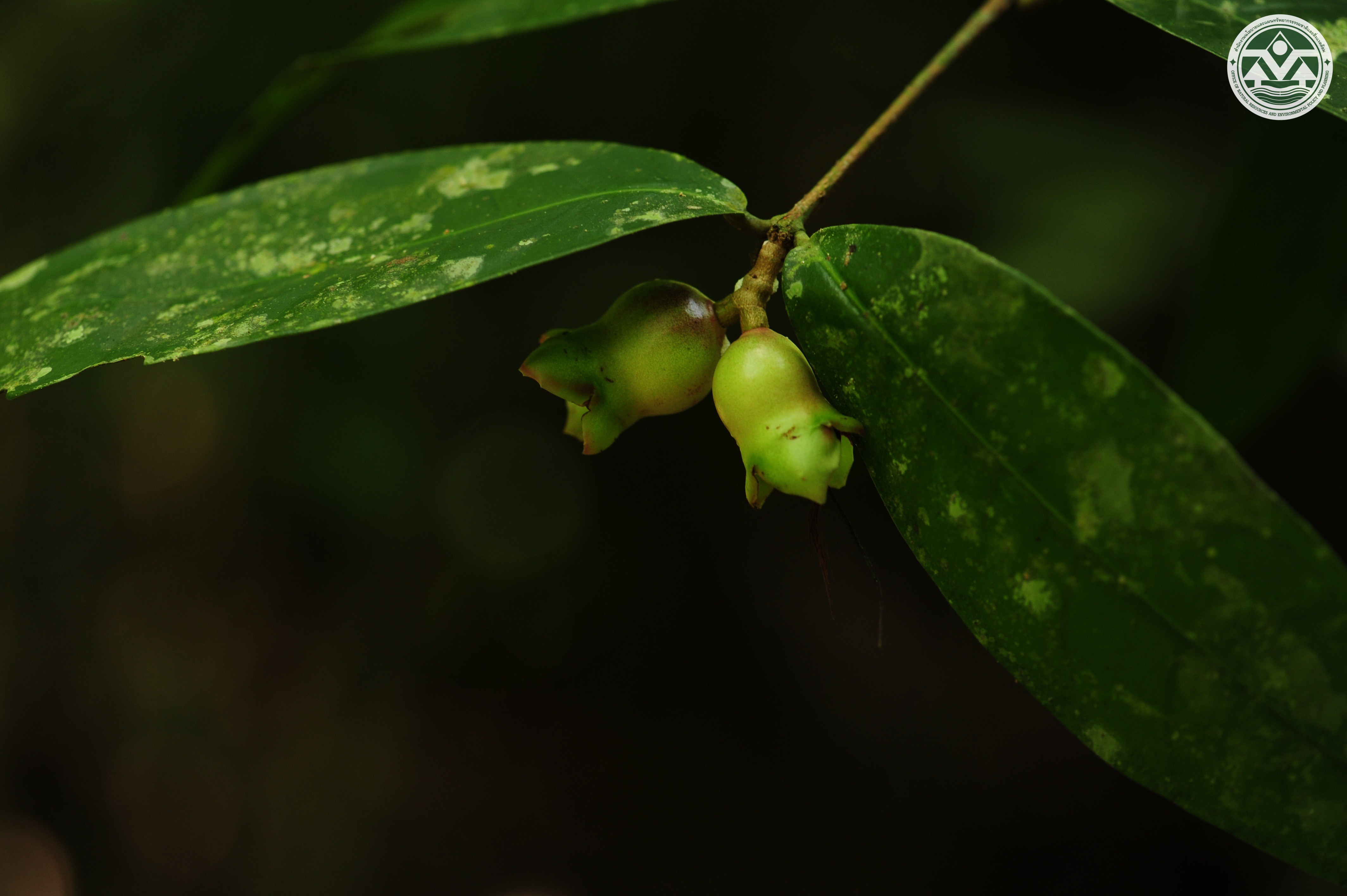 Syzygium siamense