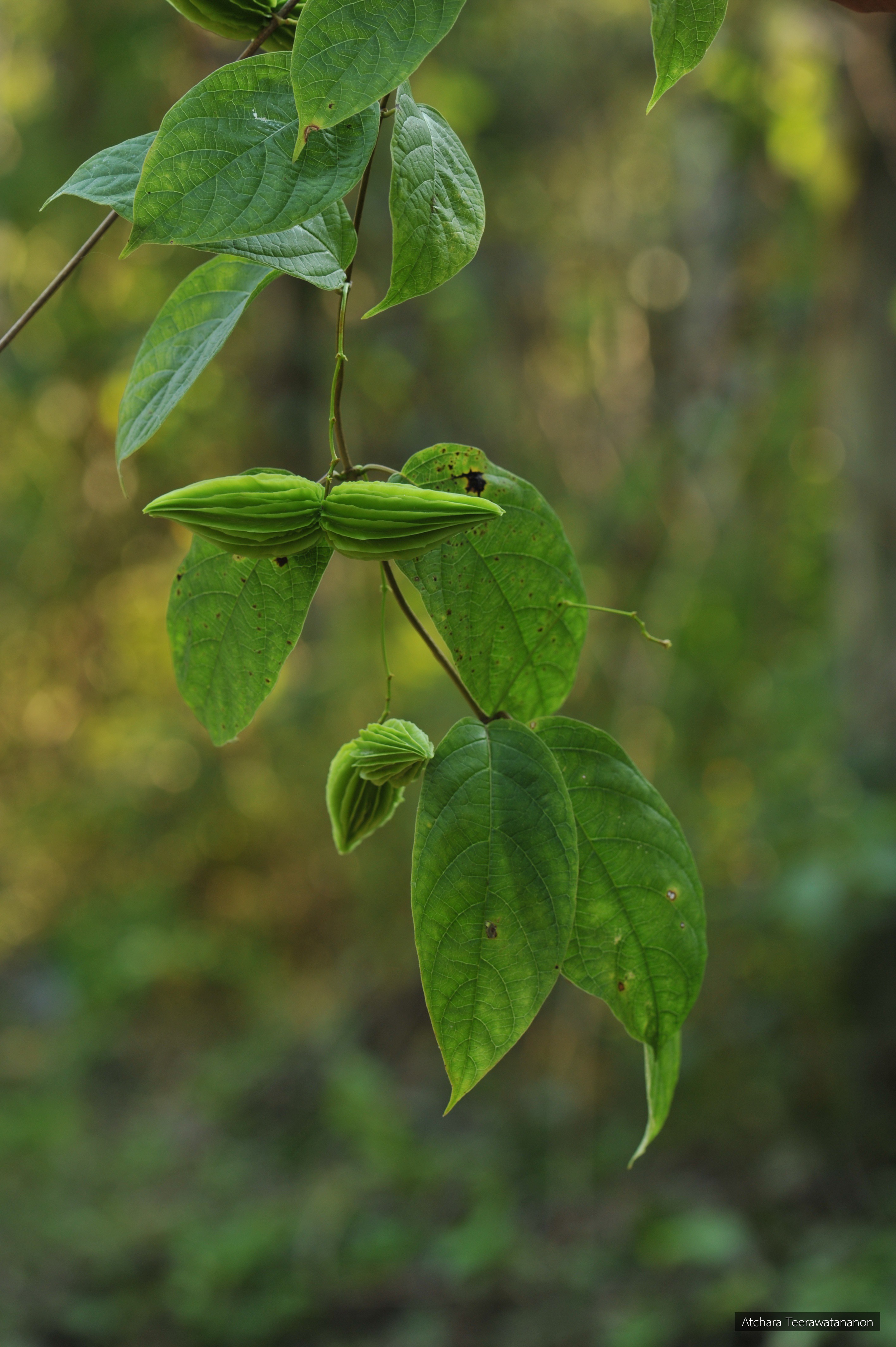 Myriopteron extensum