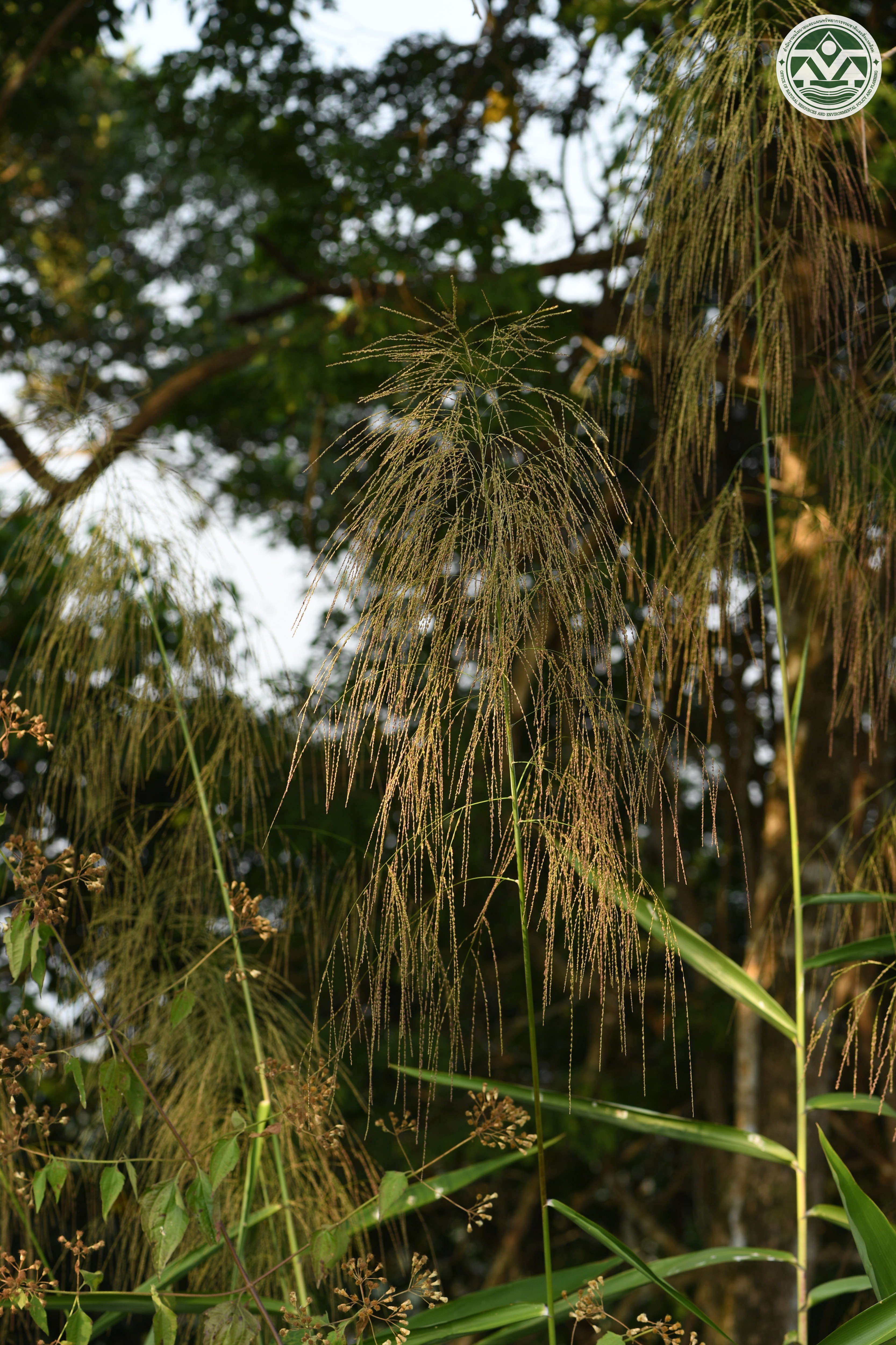 Thysanolaena latifolia