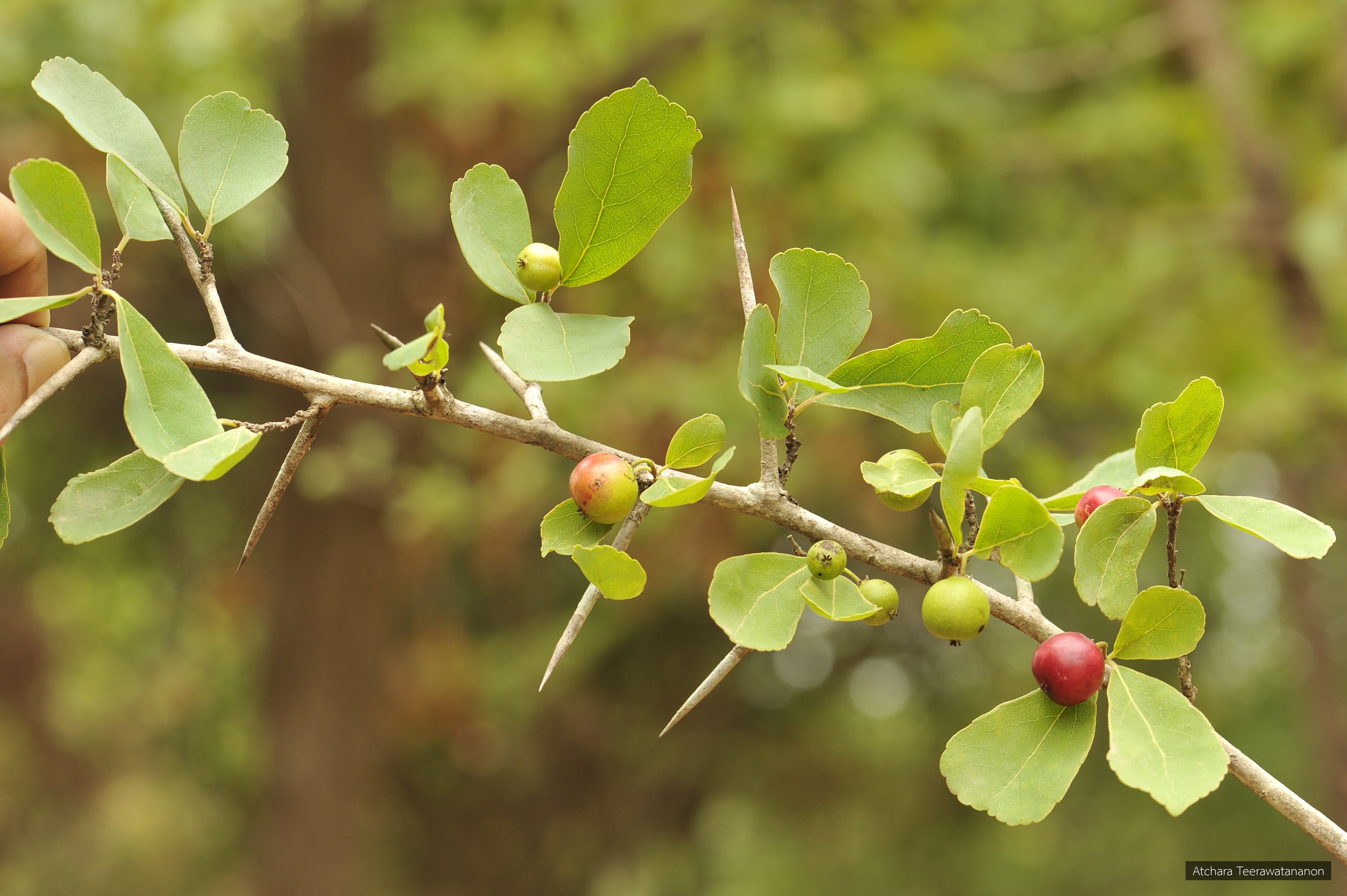 Flacourtia indica