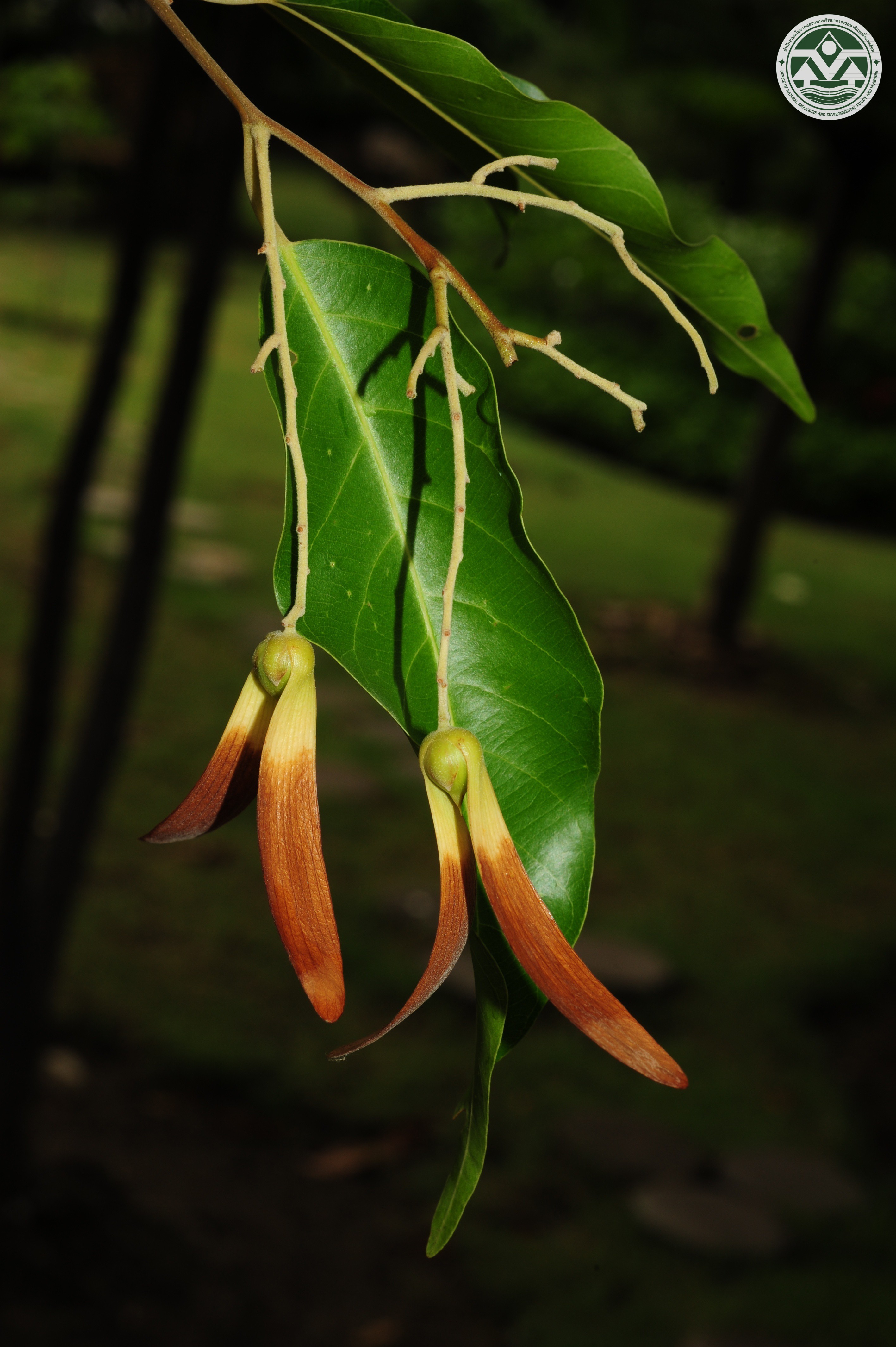 Hopea odorata