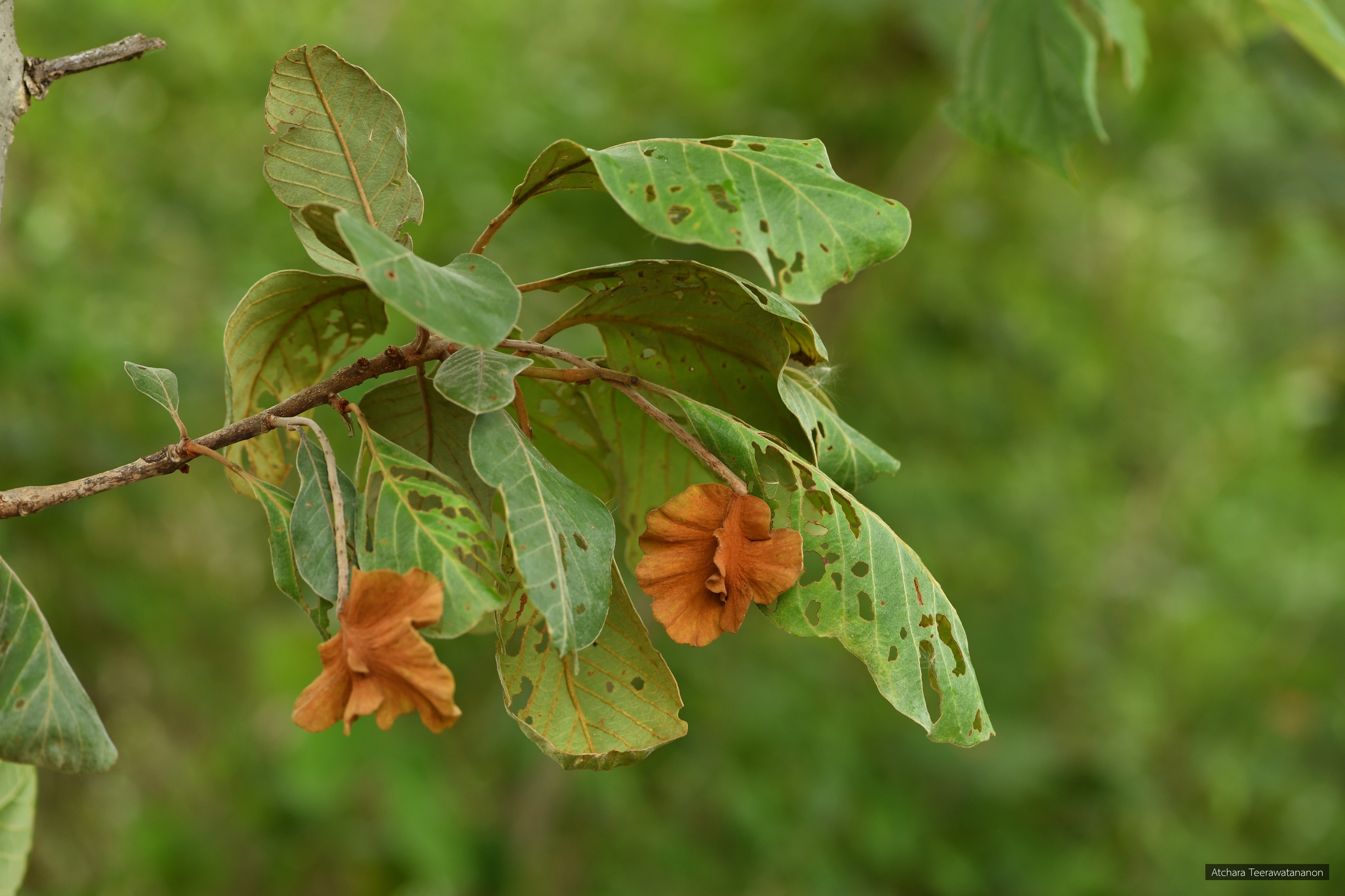 Terminalia mucronata
