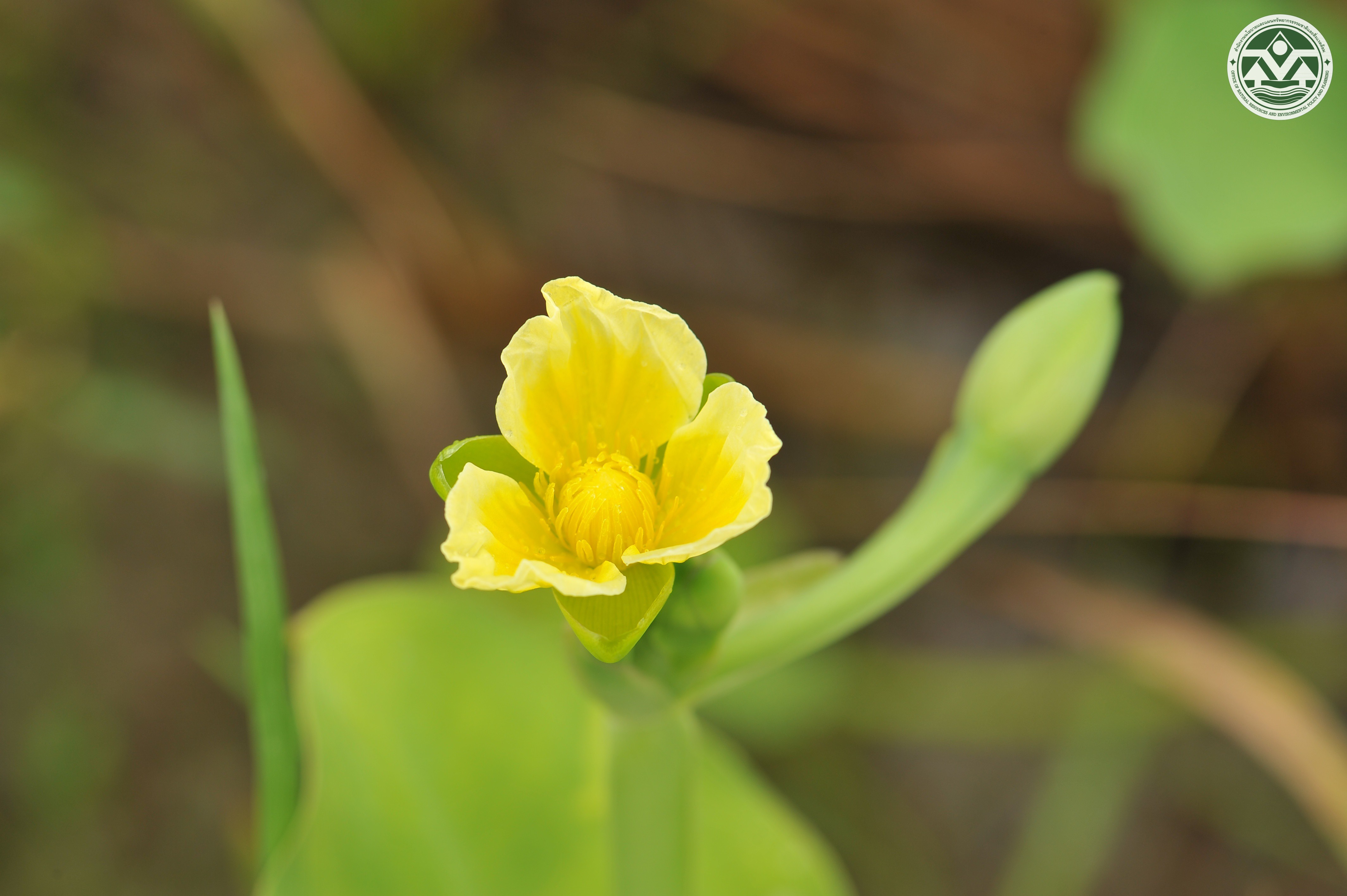 Limnocharis flava