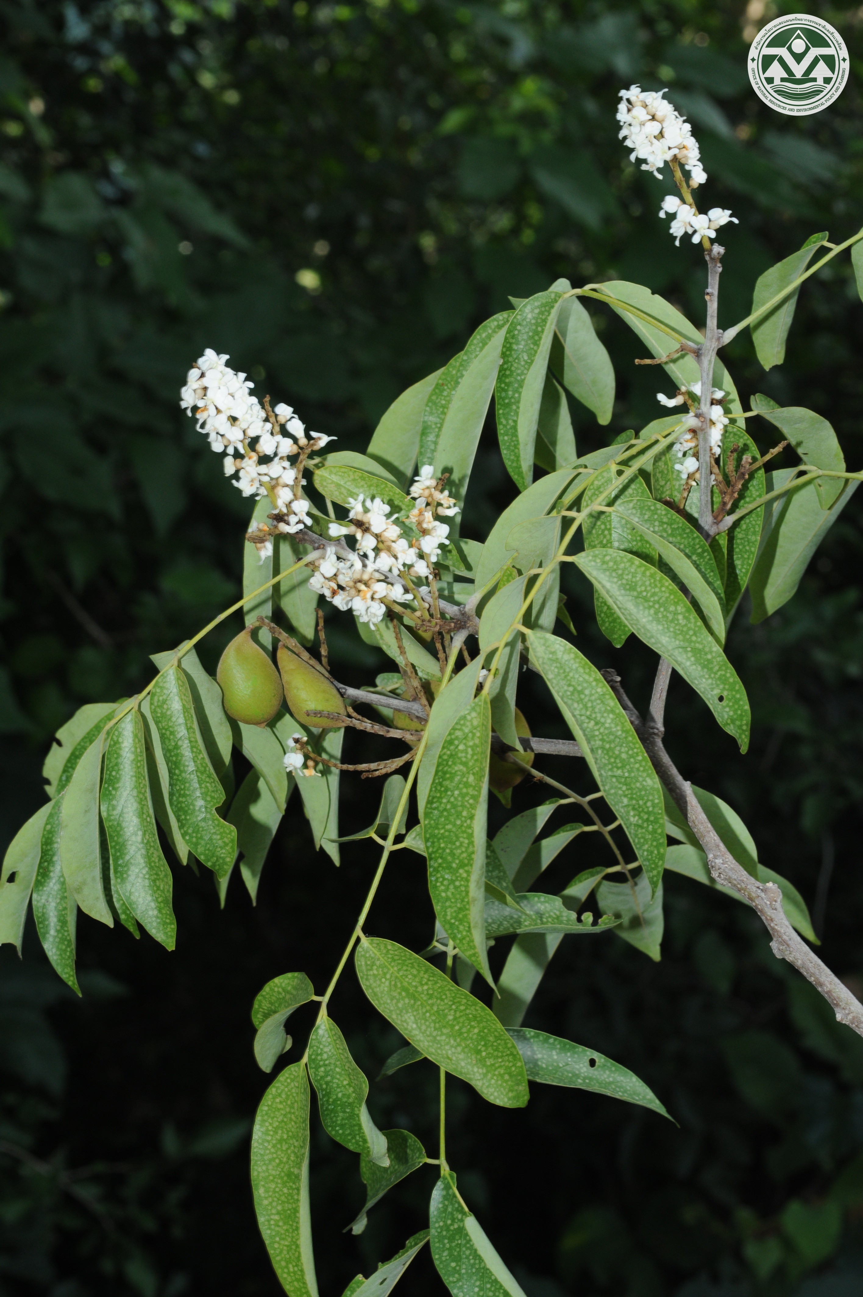Antheroporum glaucum