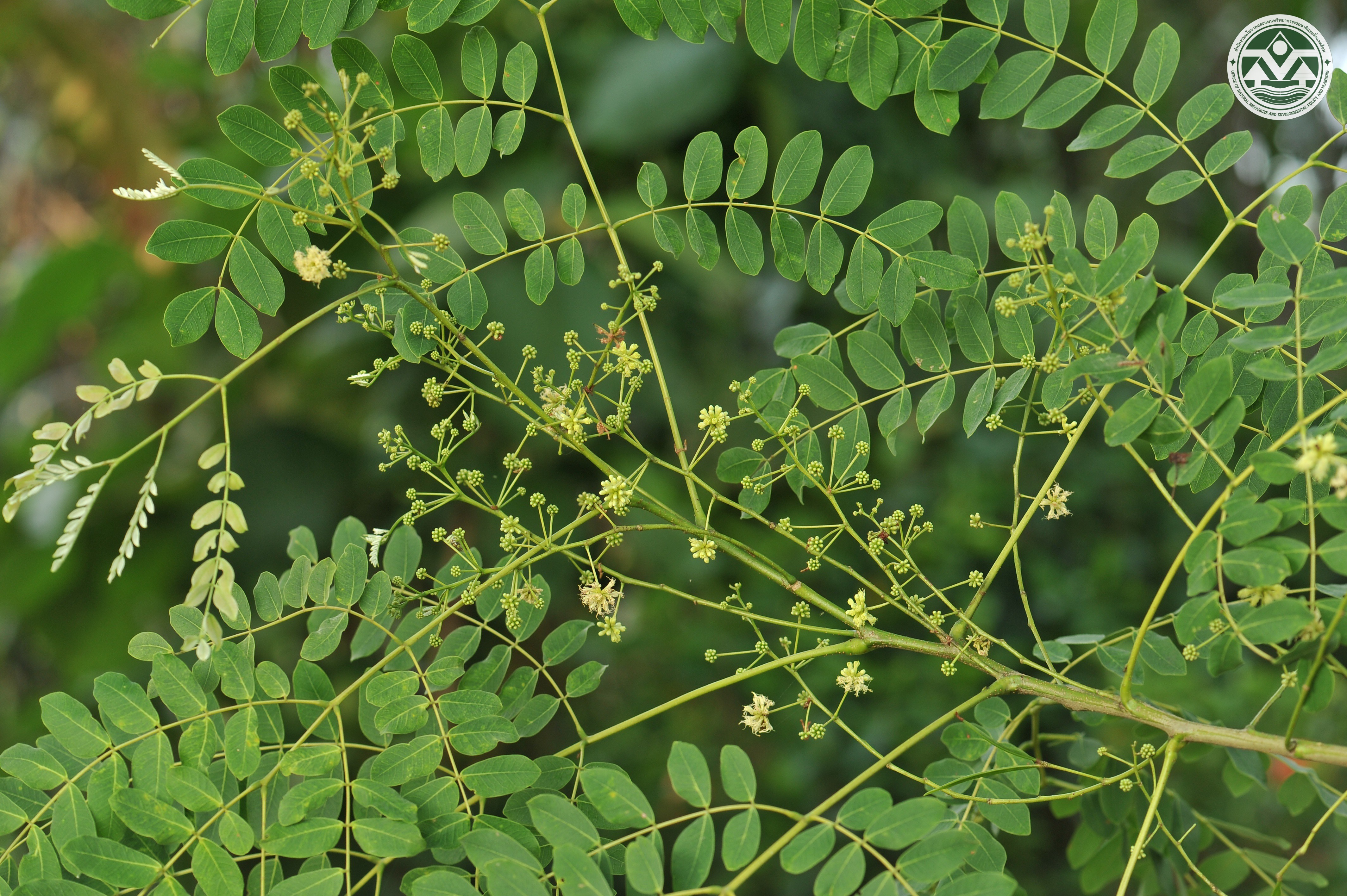 Albizia procera