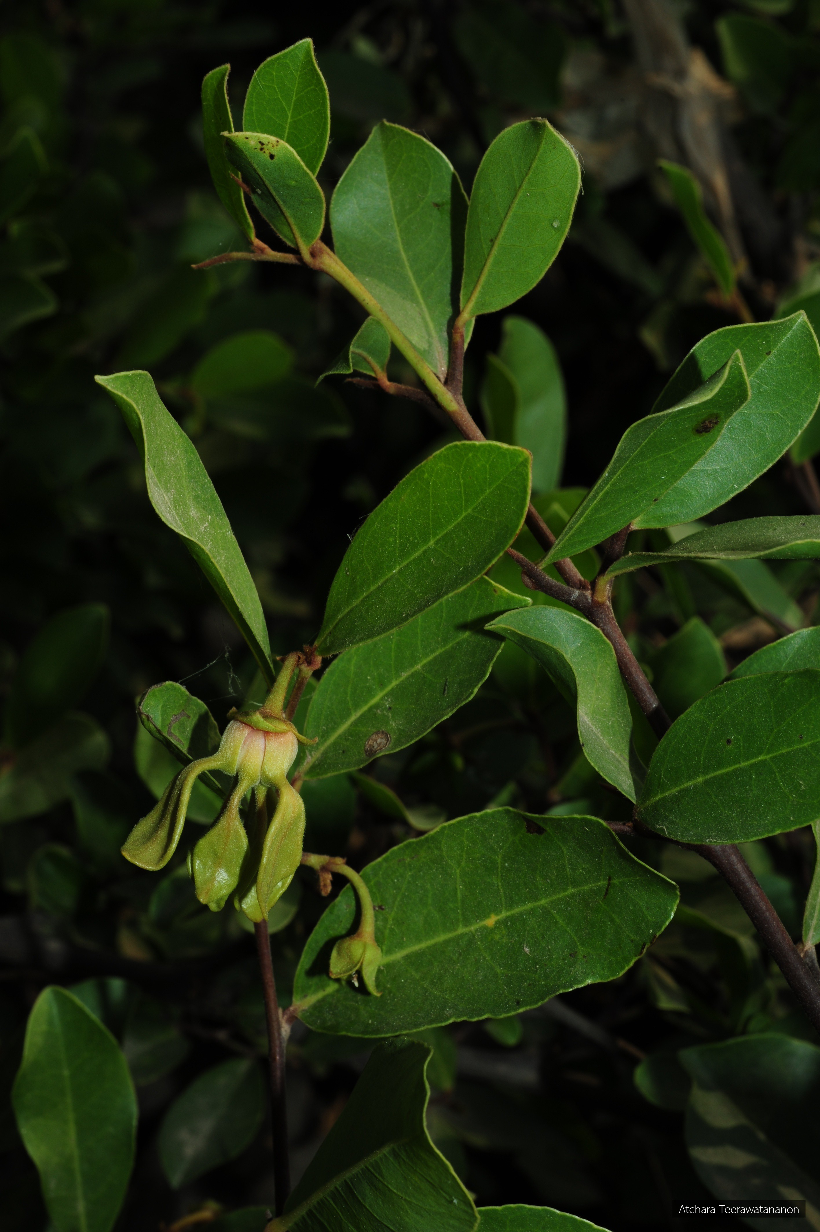 Artabotrys spinosus
