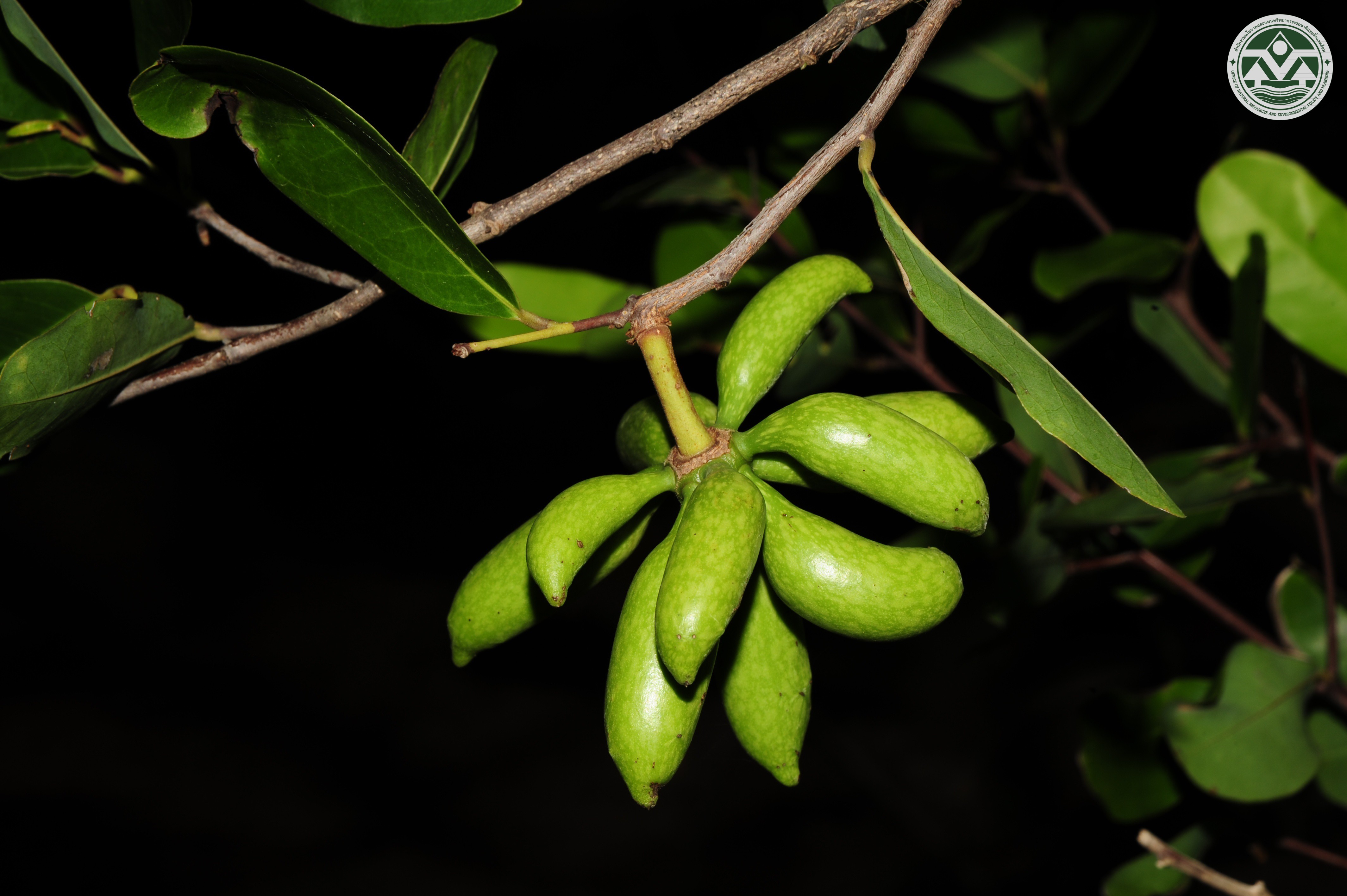 Artabotrys spinosus