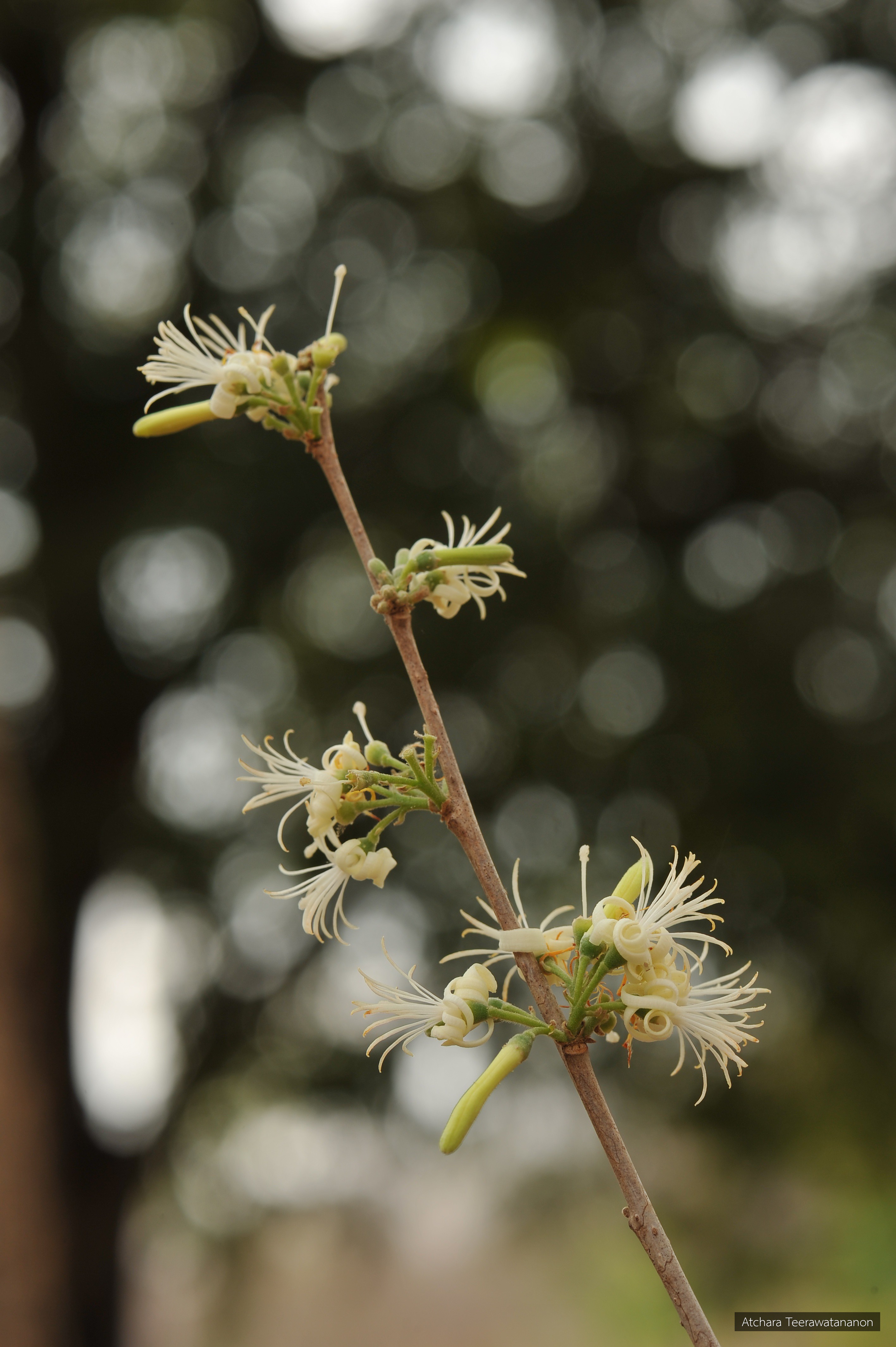 Alangium indochinense