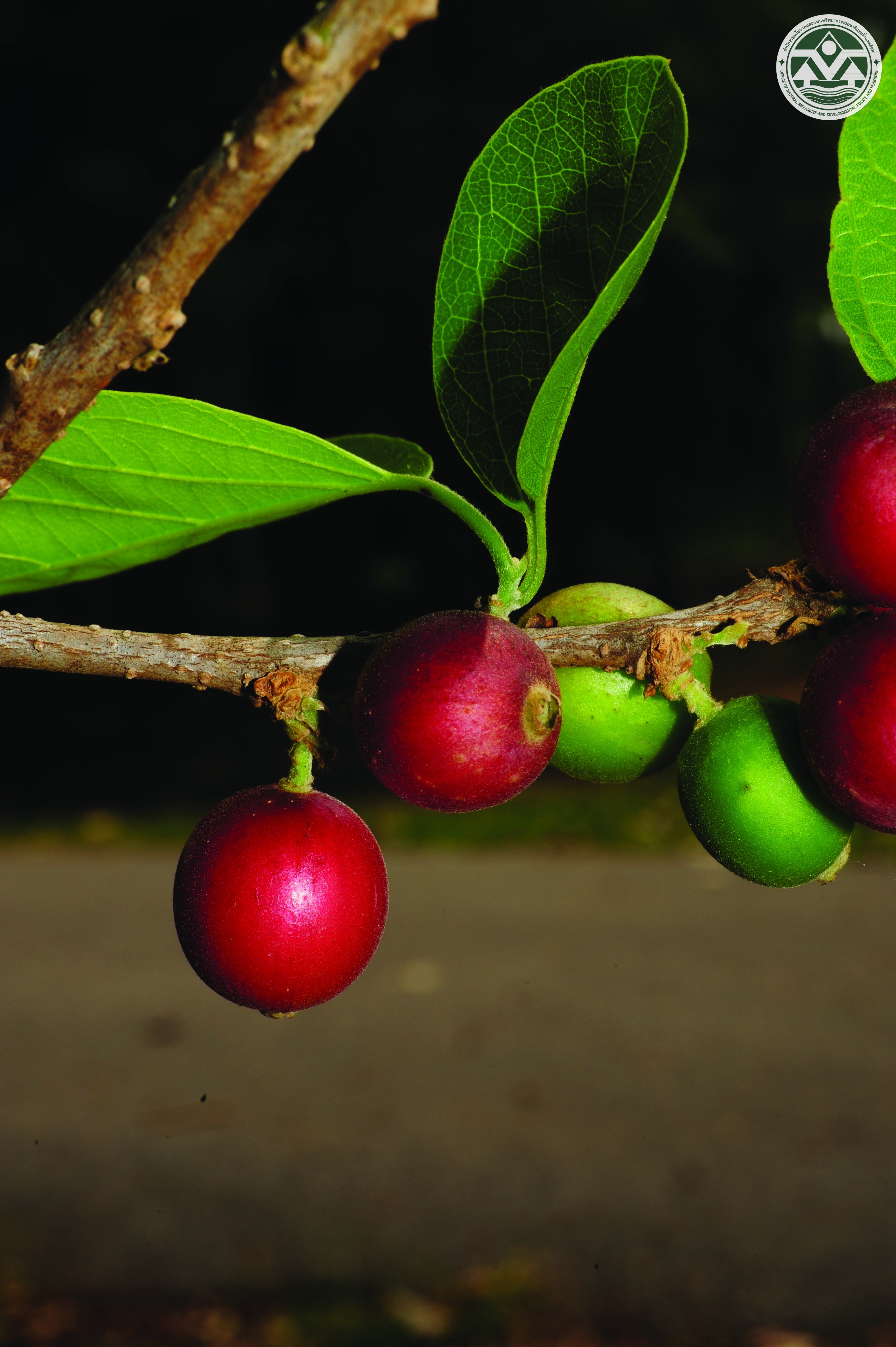 Alangium indochinense