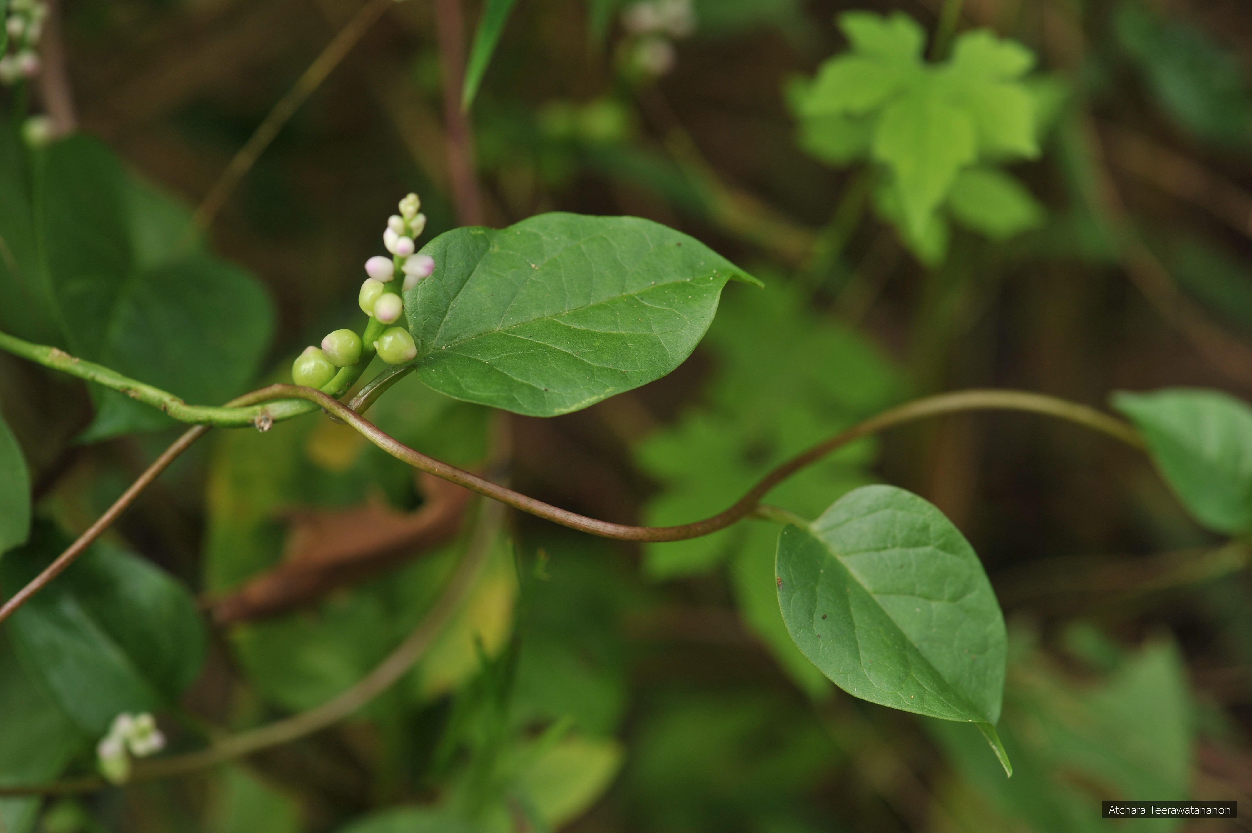 Basella alba