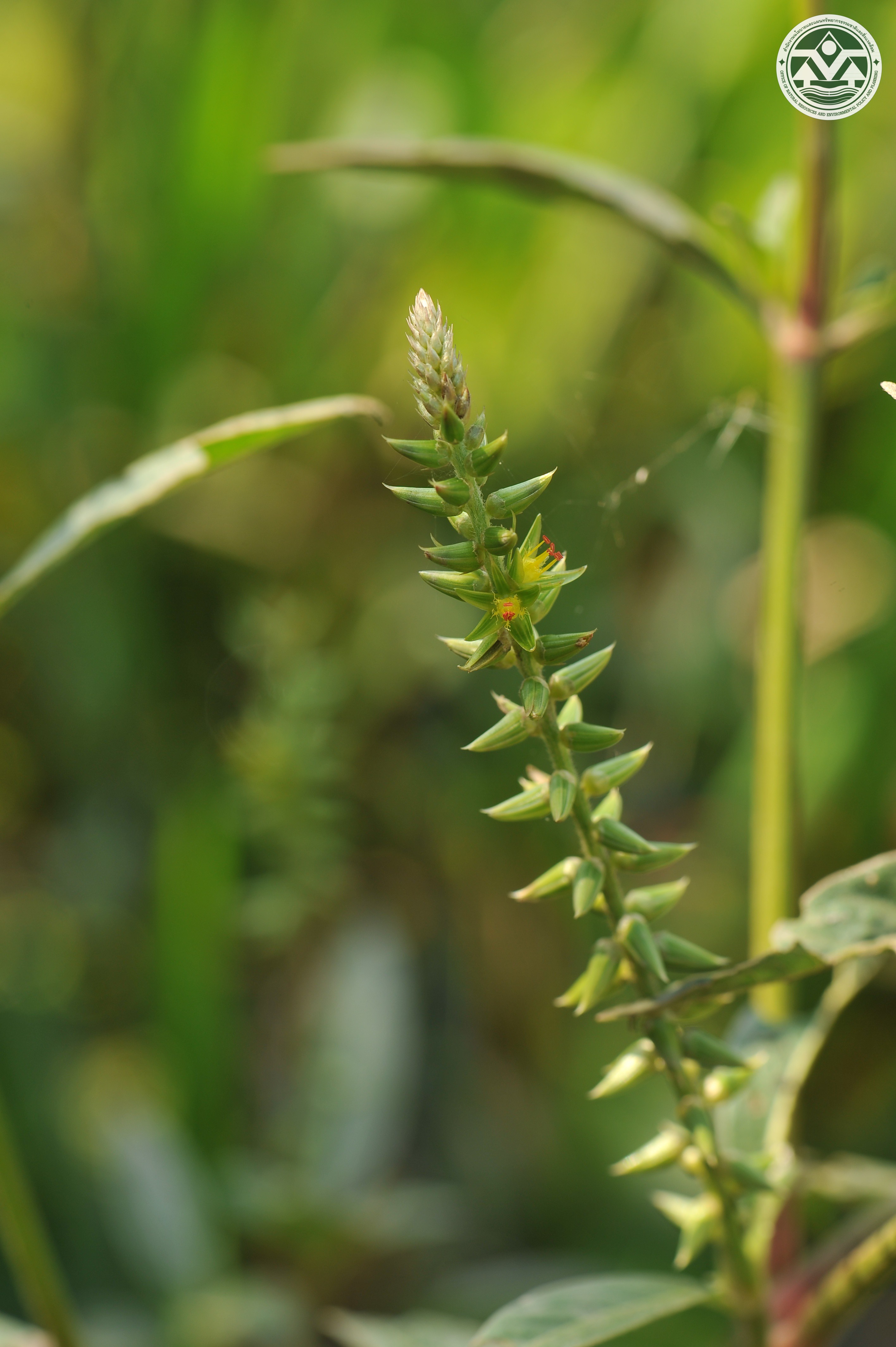 Centrostachys aquatica